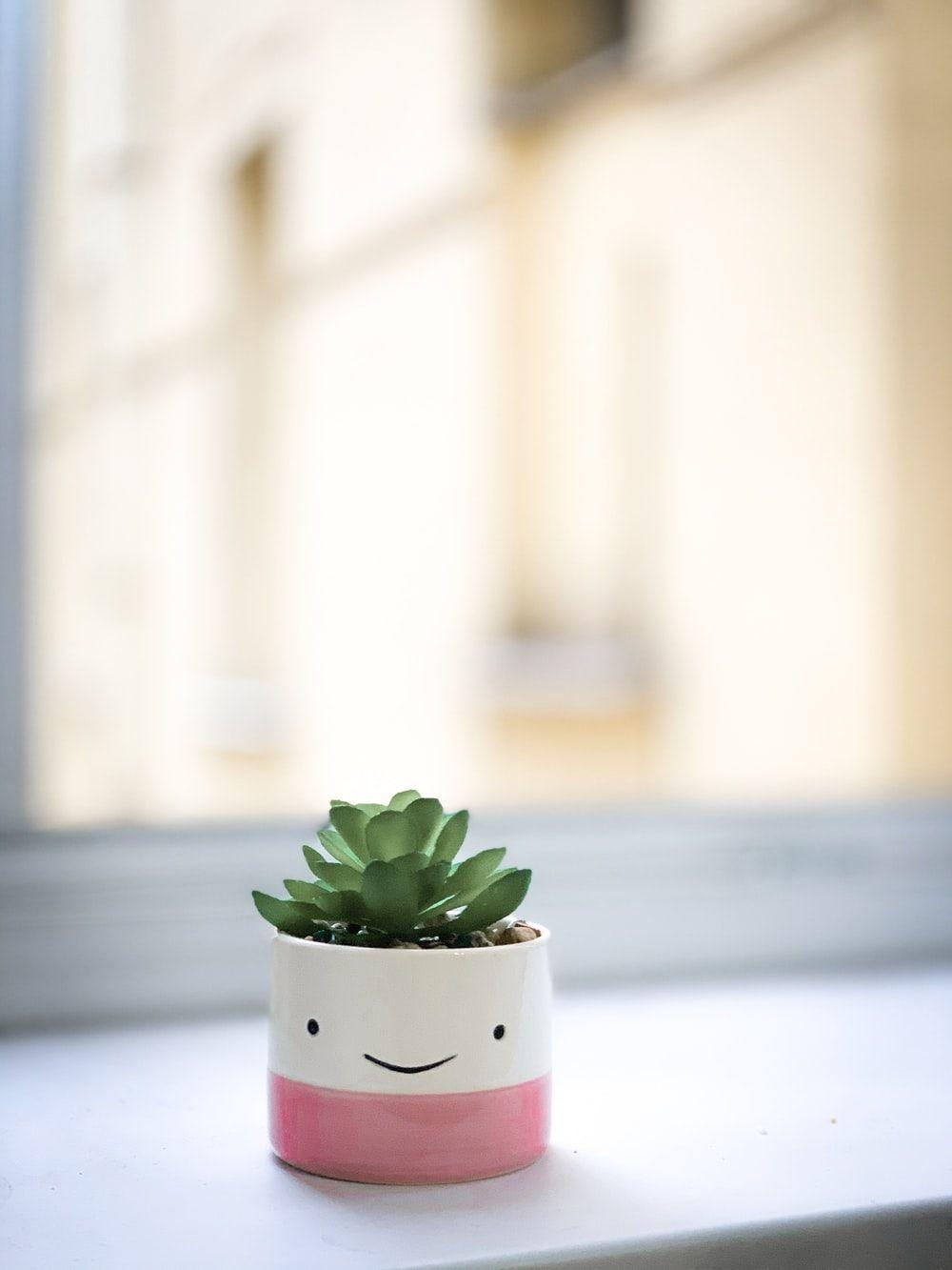 1000x1333 Minimal Plant Picture. Download Free Image