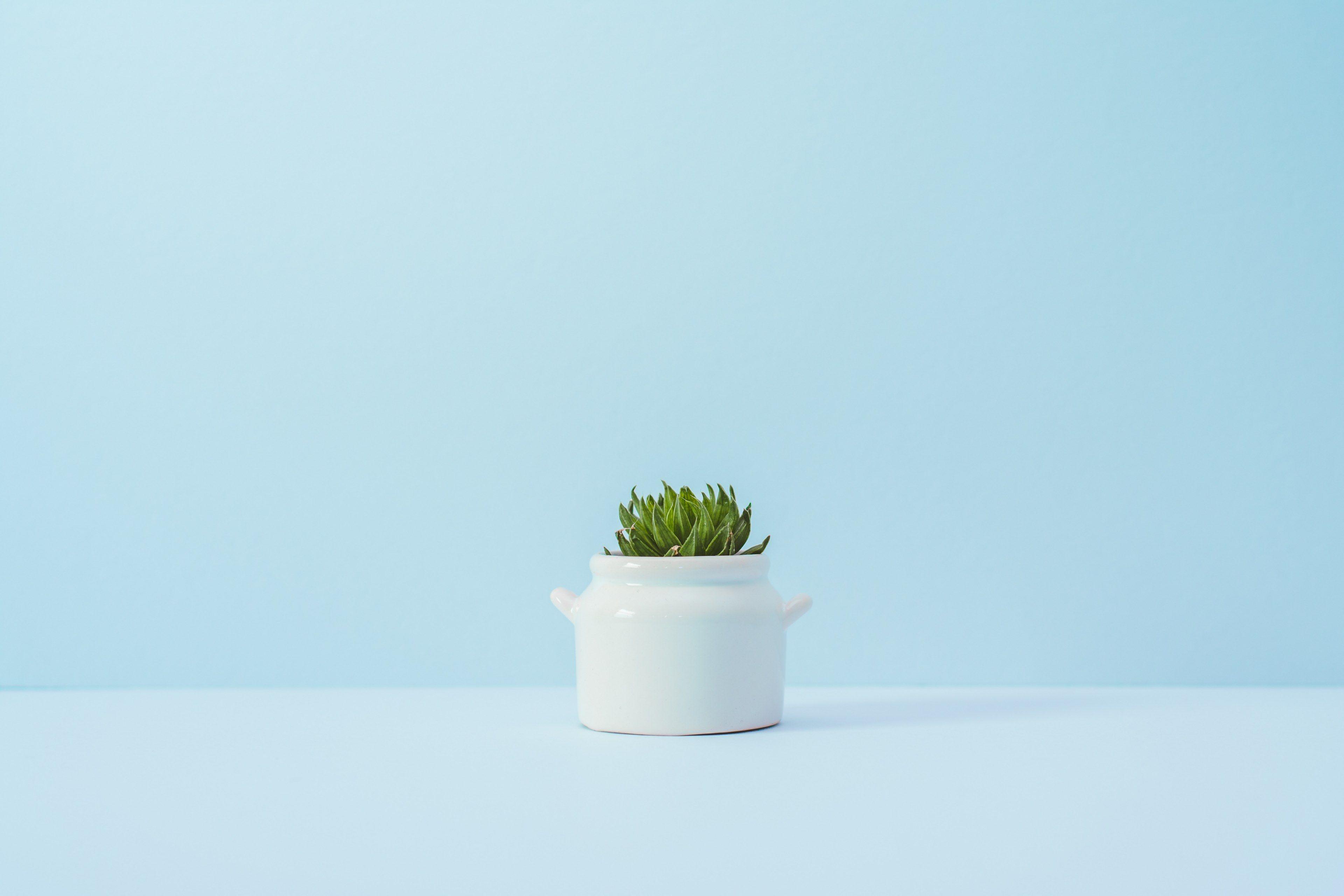 3840x2560 A Succulent In A White Ceramic Pot Against A Blue Wall, Succulent HD Wallpaper