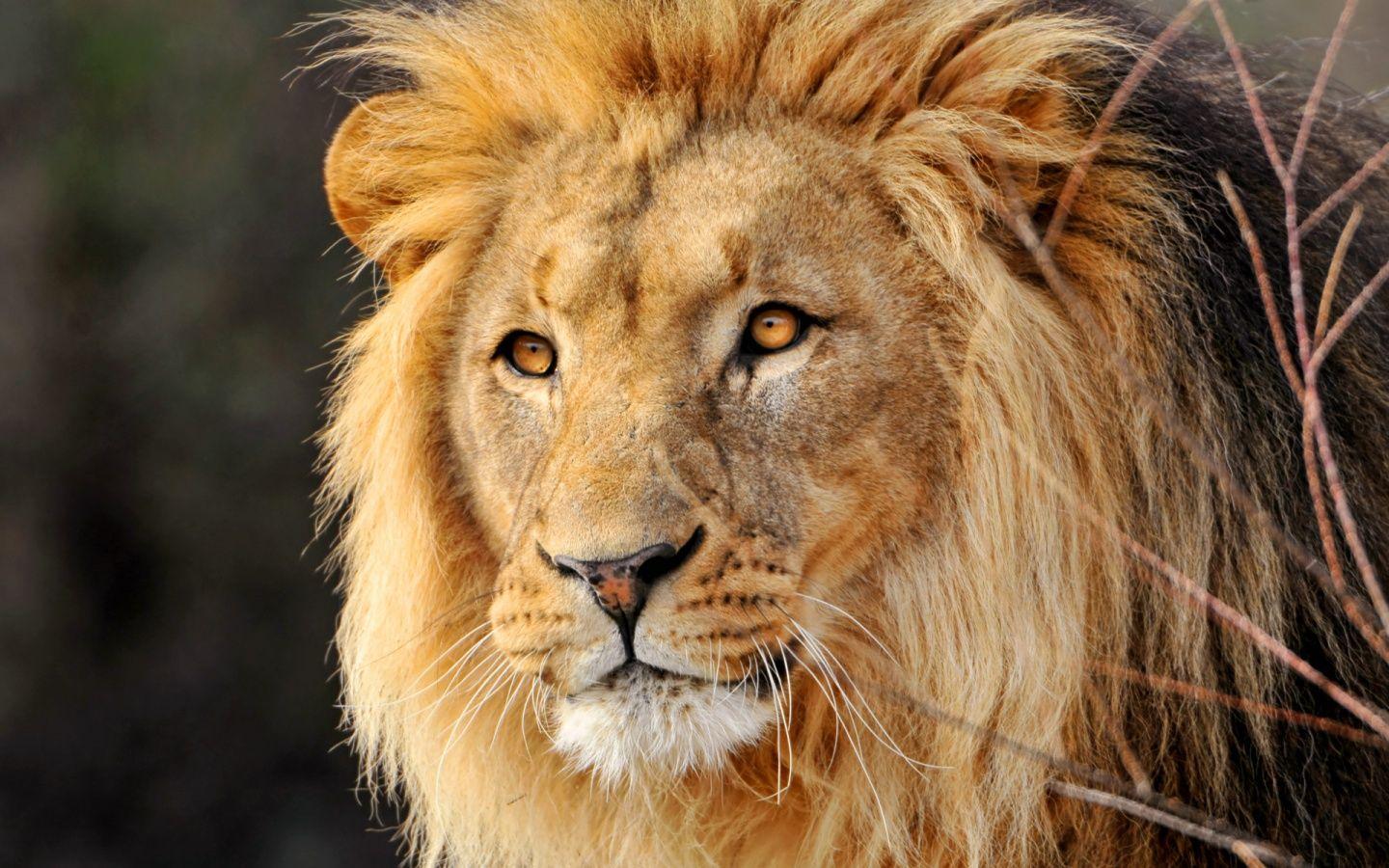 1440x900 High Definition Lion Picture