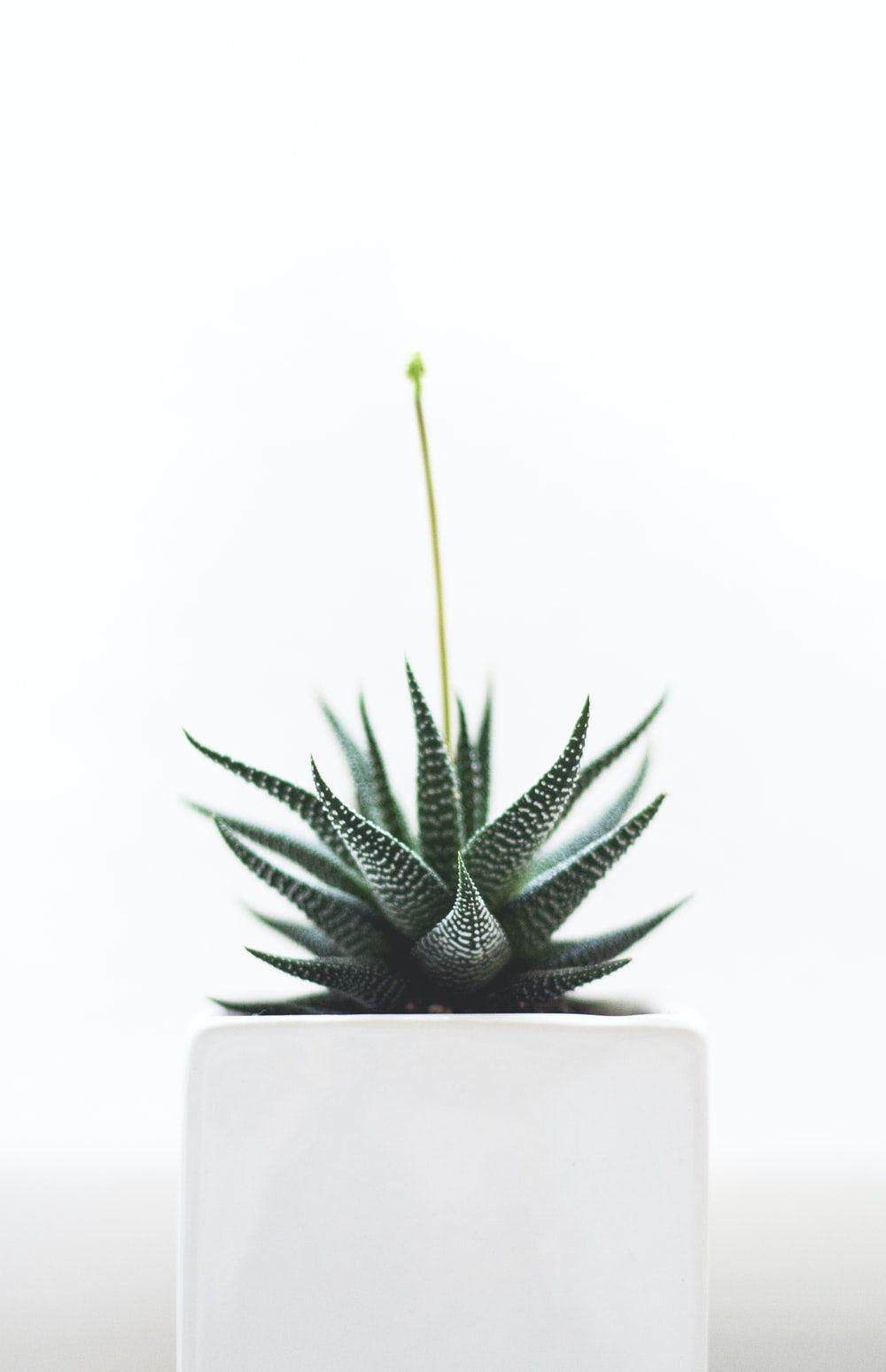 1000x1549 Minimal Plant Picture. Download Free Image