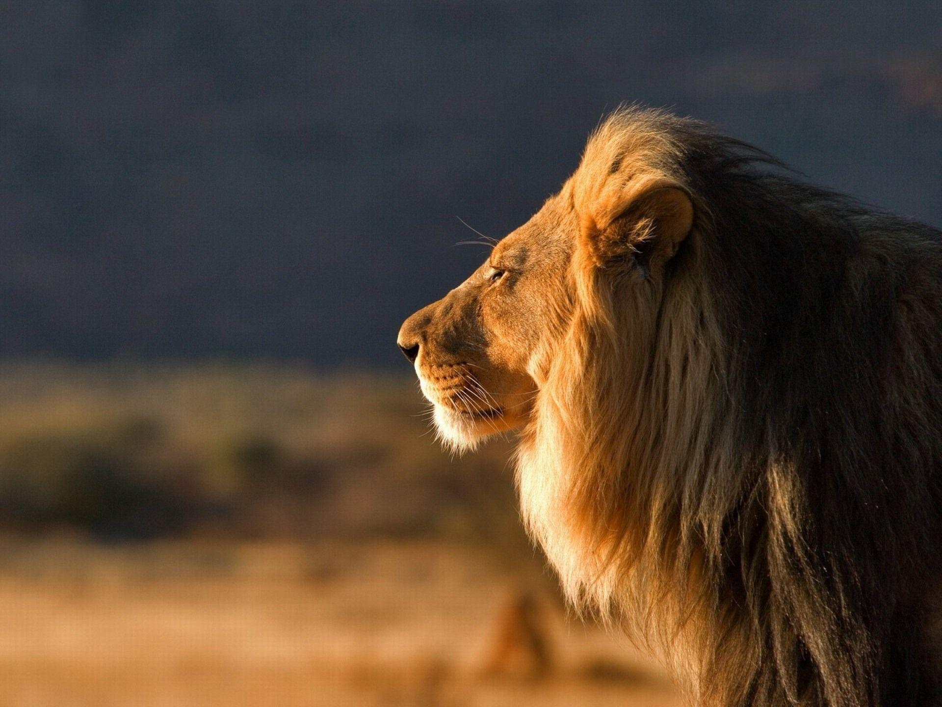 1920x1440 Lions Picture Of Awesome Quotes. QuotesGram
