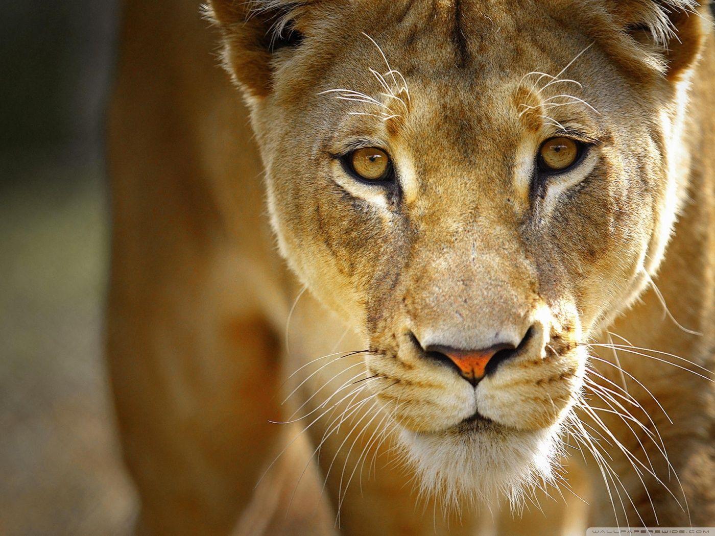 1400x1050 Beautiful Female Lion Ultra HD Desktop Background Wallpaper for : Widescreen & UltraWide Desktop & Laptop