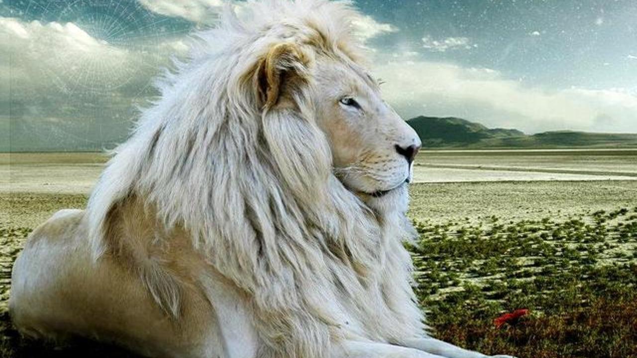 1280x720 Lion Wallpaper White