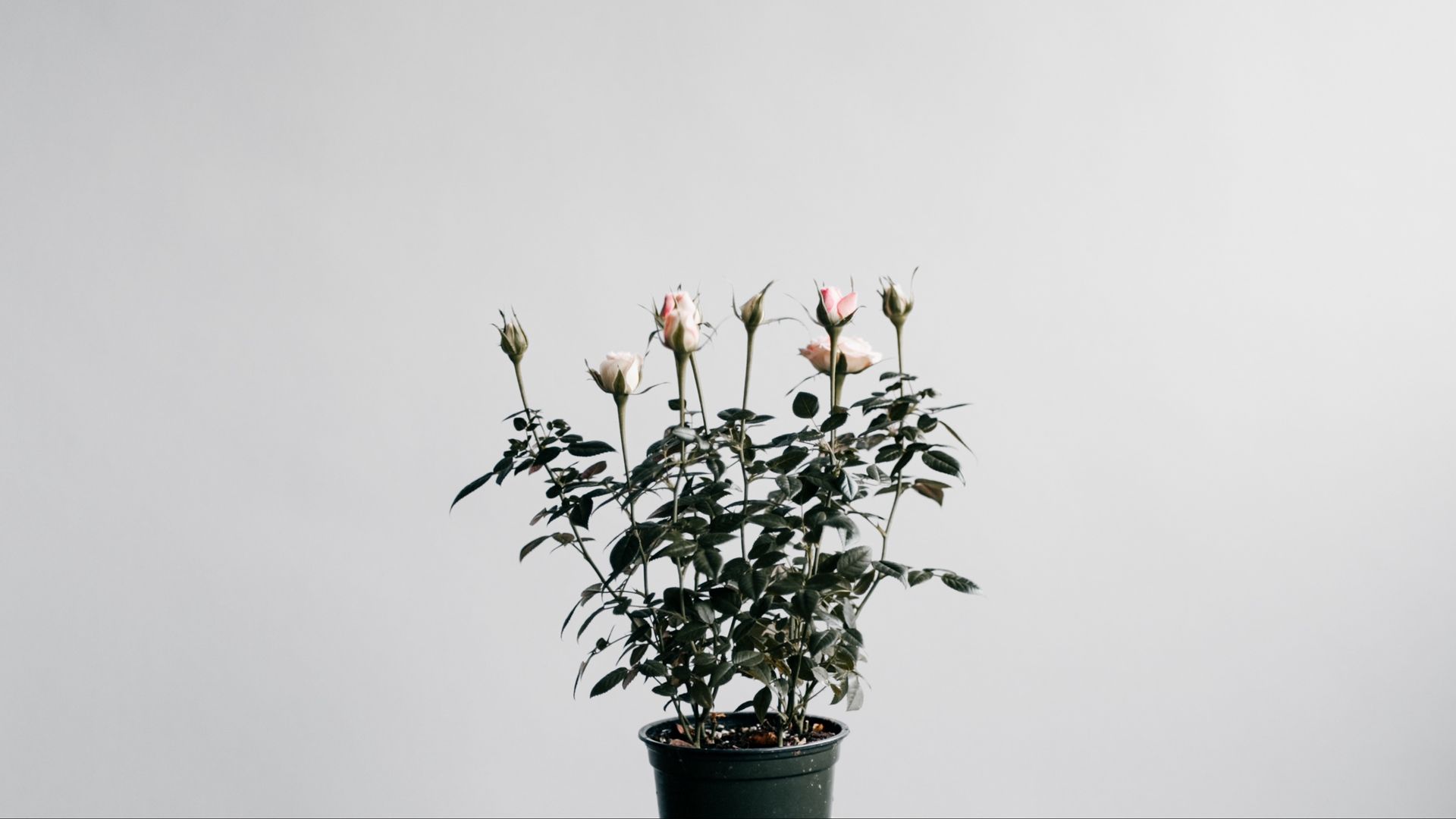 1920x1080 Minimalist Flower White Wallpaper