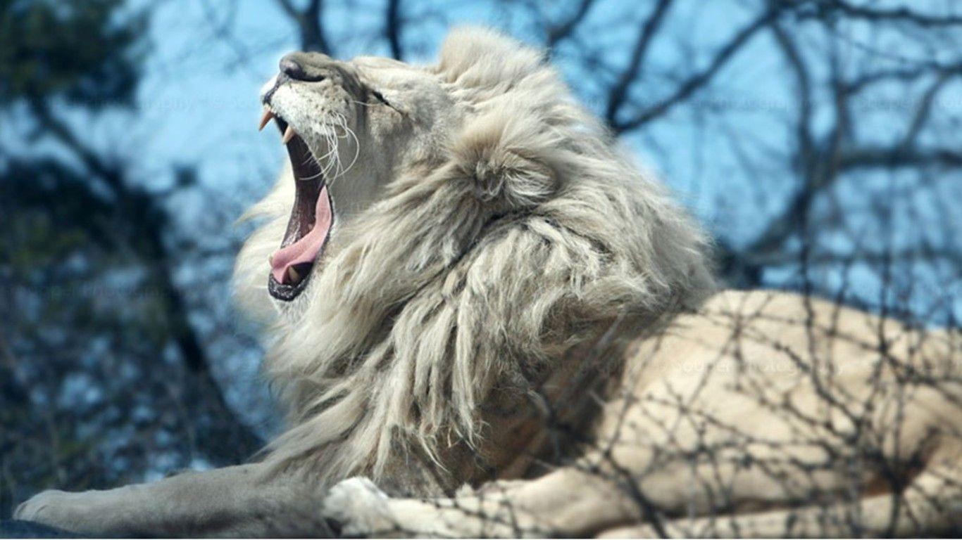 1366x768 Free download desktop white lion wallpaper free dowloadjpg [1366x768] for your Desktop, Mobile & Tablet. Explore Free Lion Wallpaper for Computer. Wallpaper for Desktop Lions, Free Lion Wallpaper Downloads