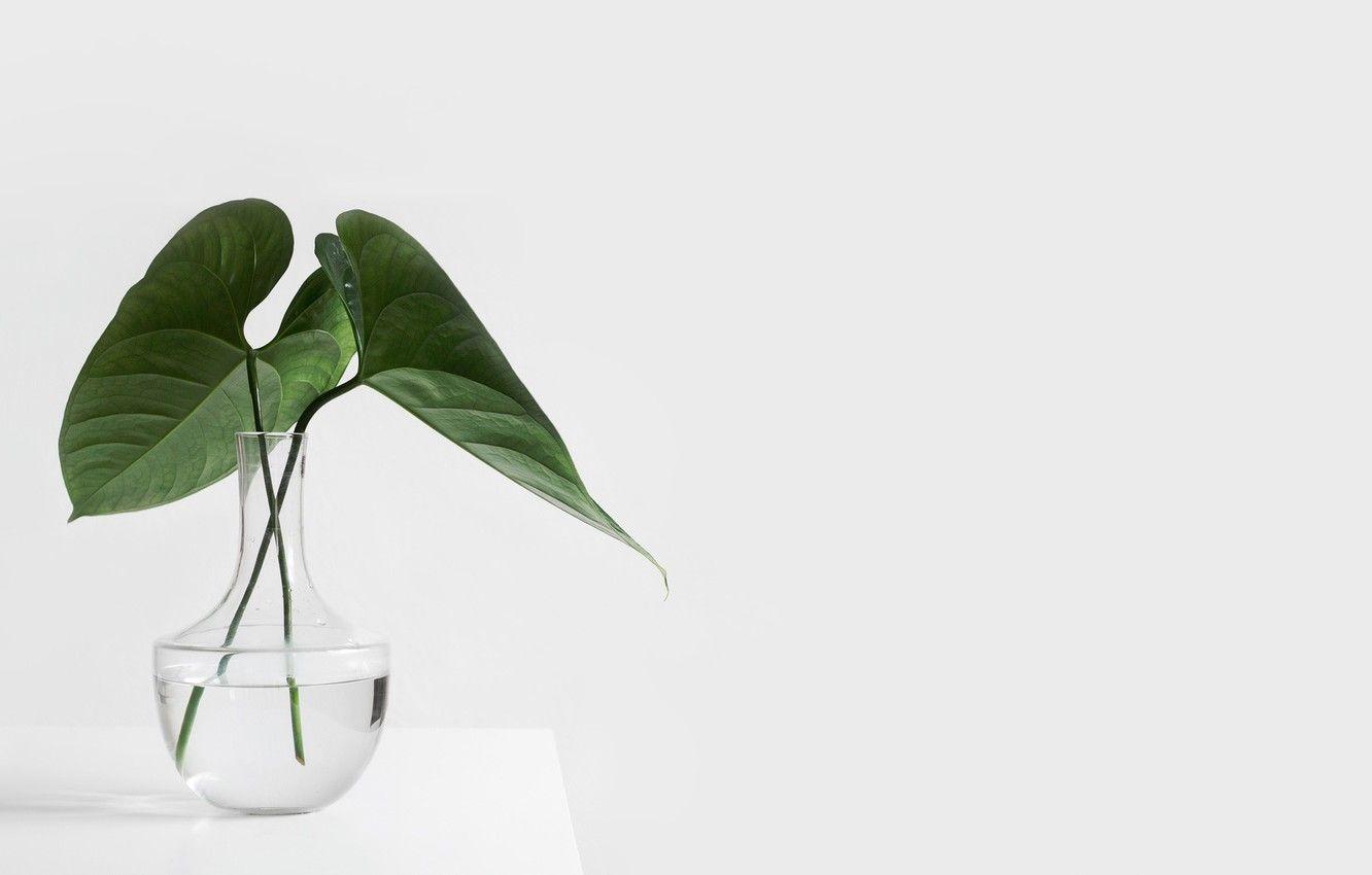 1332x850 Wallpaper table, plant, white background, vase, glass image for desktop, section минимализм