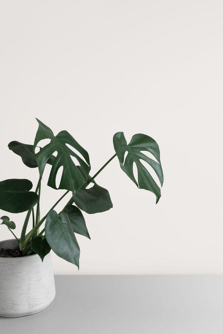 736x1104 Minimalist botanical