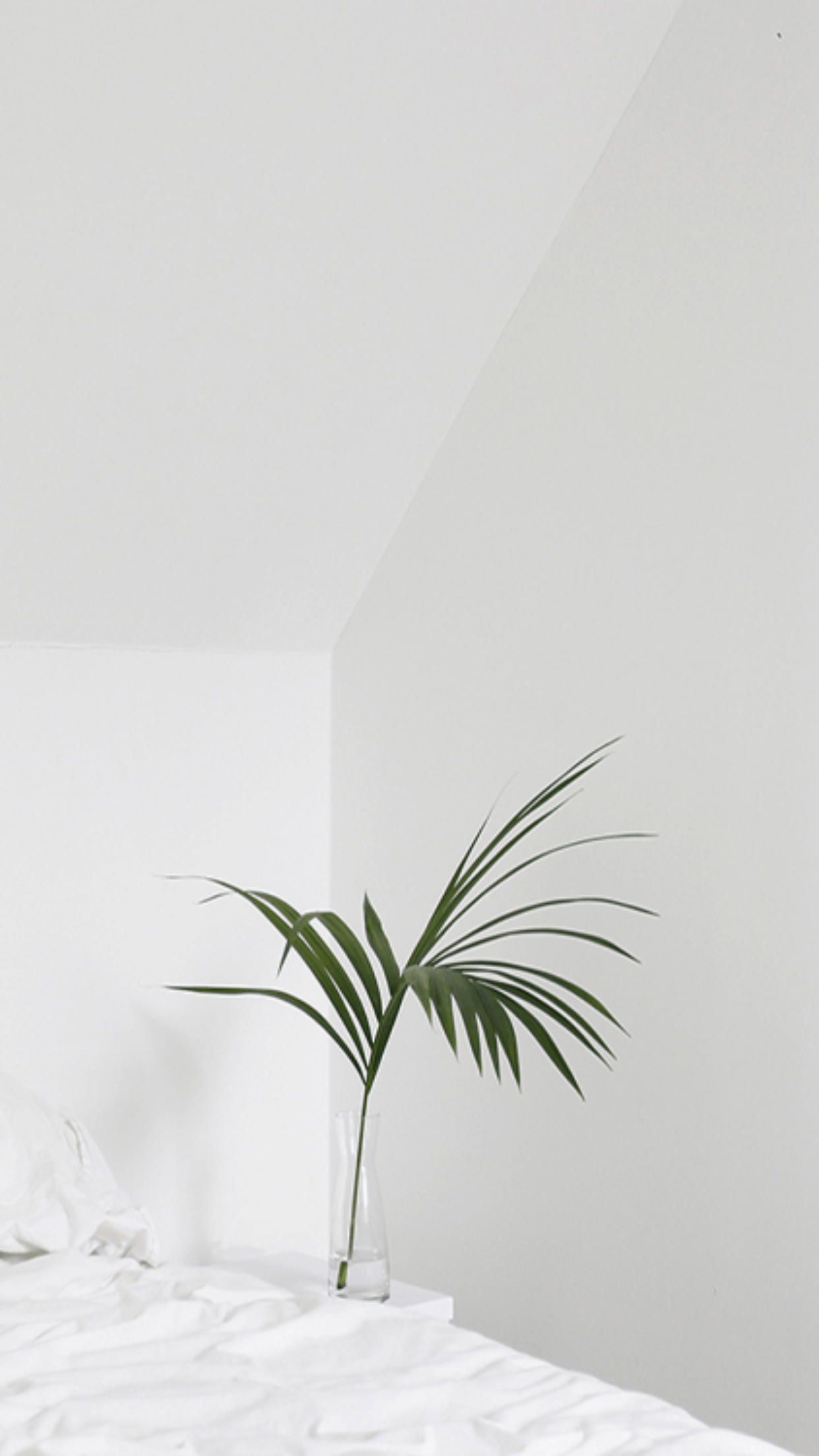 1242x2208 White Wallpaper Aesthetic Plants