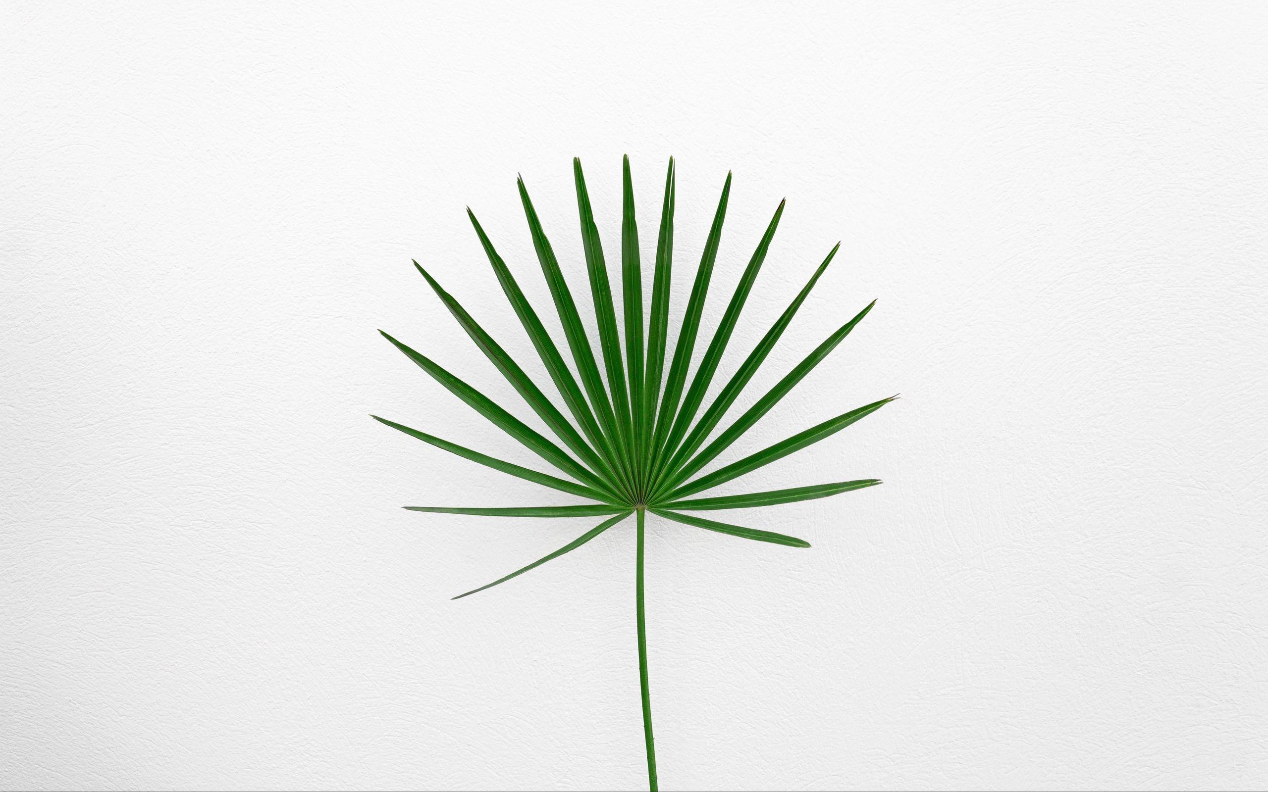 2560x1600 Download wallpaper 2560x1600 leaf, plant, minimalism, green, white widescreen 16:10 HD background