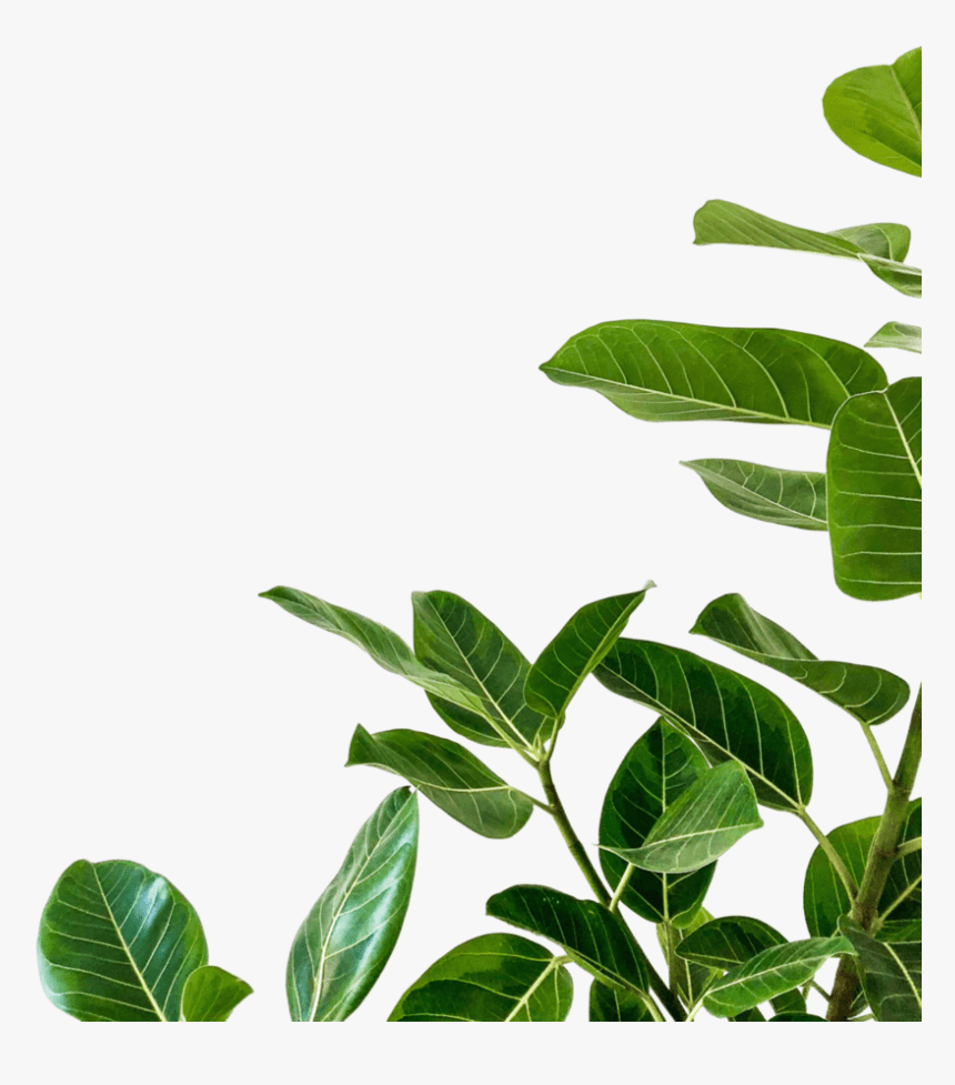 860x977 Plant Png White Background iPhone, Transparent Png, Transparent Png Image