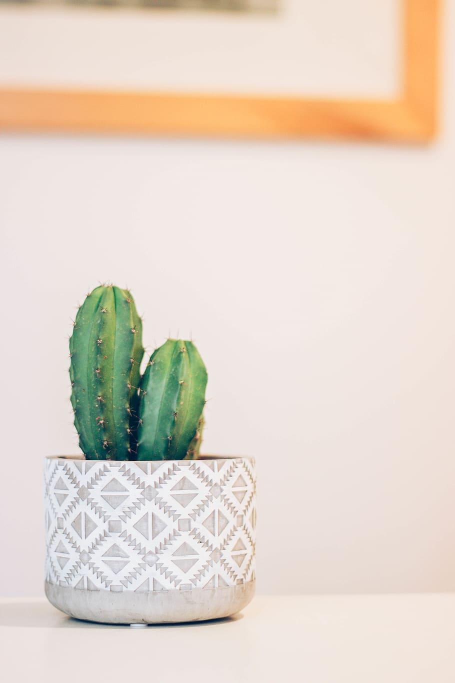 910x1365 Green Cactus Plant On White Panel, Minimalist, Soft, HD Wallpaper