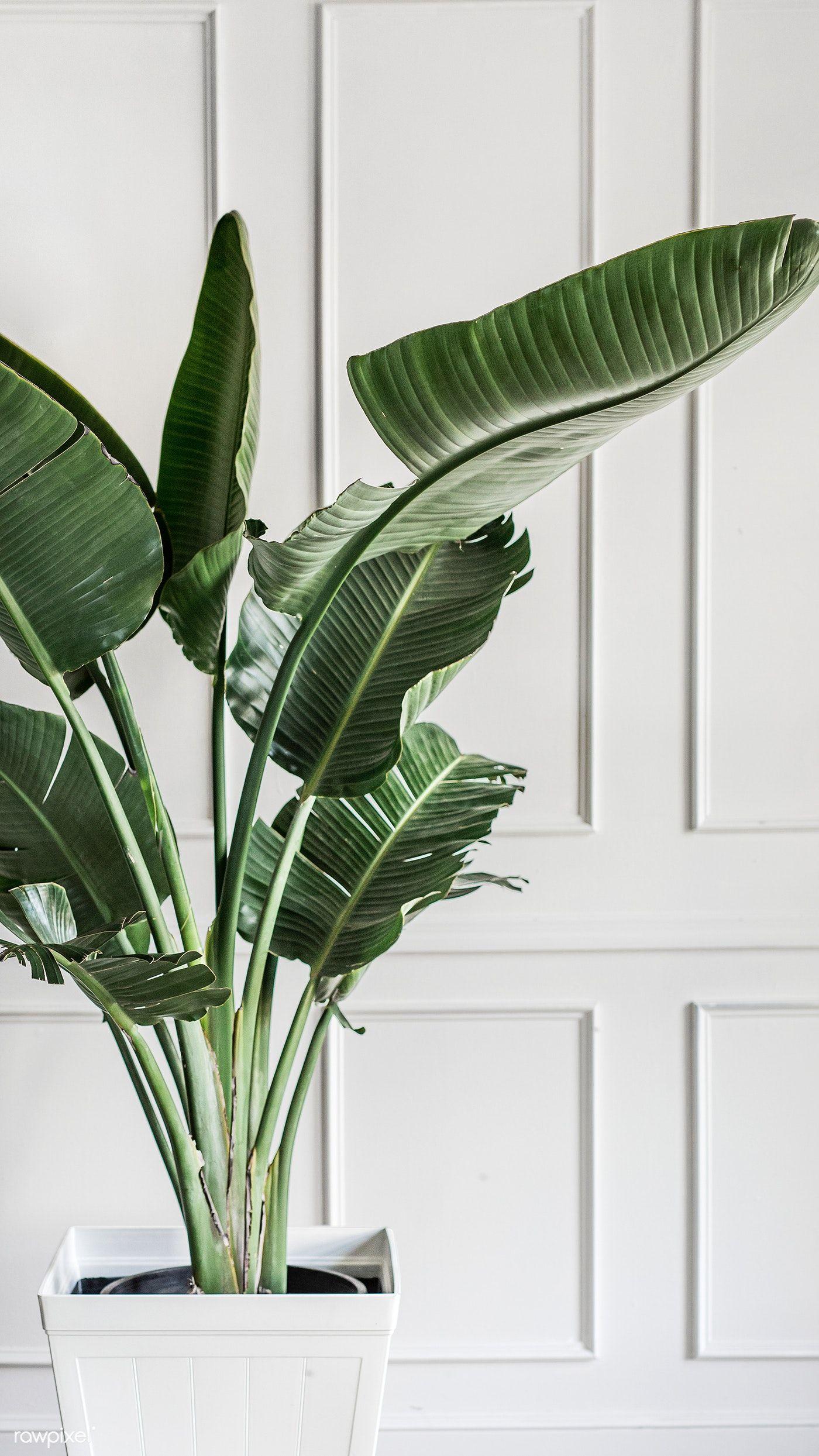 1400x2489 Download premium image of Plant by a white wall mobile phone wallpaper. iPhone wallpaper green, iPhone wallpaper plants, Plant wallpaper