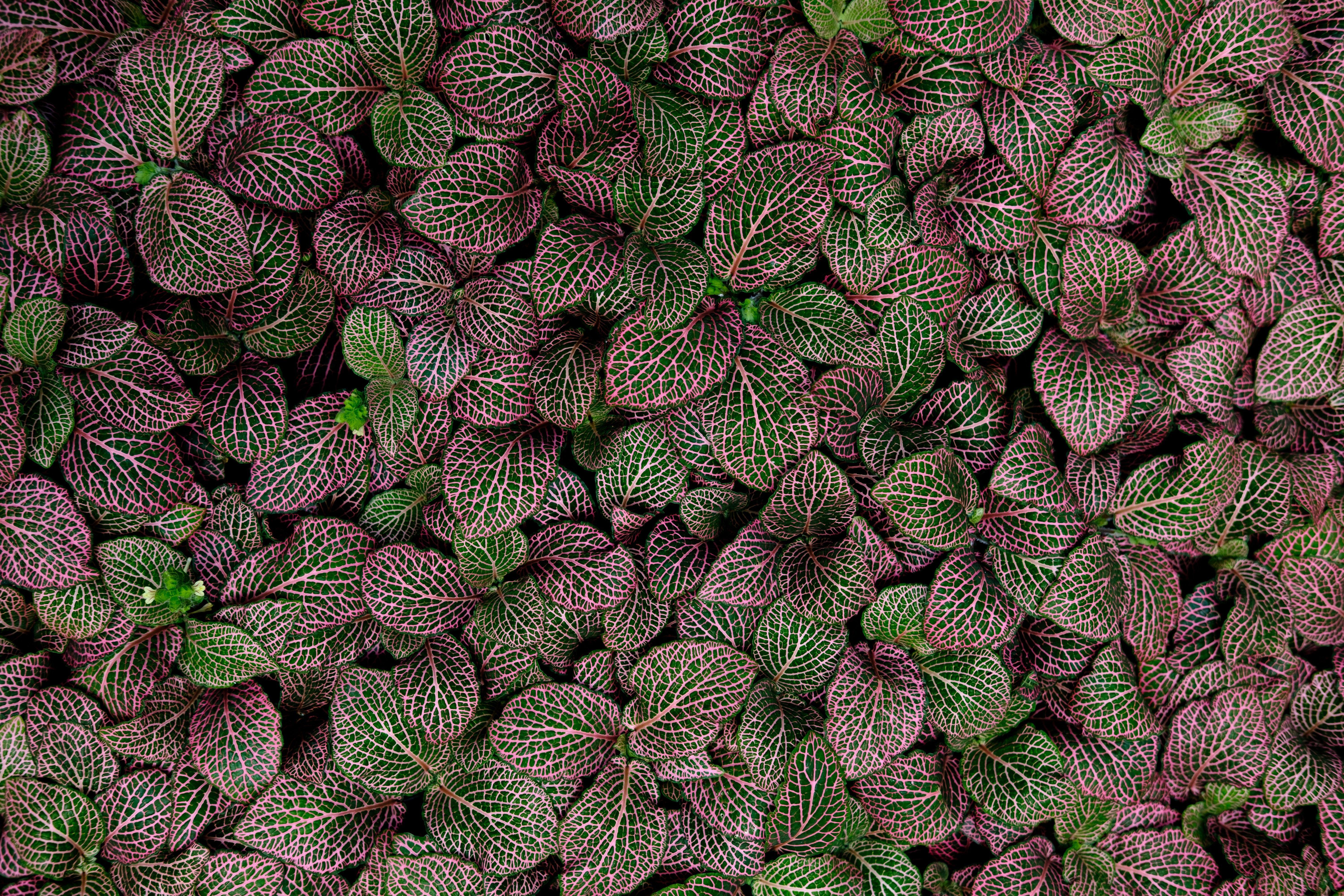 6000x4000 6000x4000 wallpaper hd, leaf, leaves, pattern, Free picture, green, red, HD wallpaper, flat, texture, nature, wallpaper, plant, mint, outdoors
