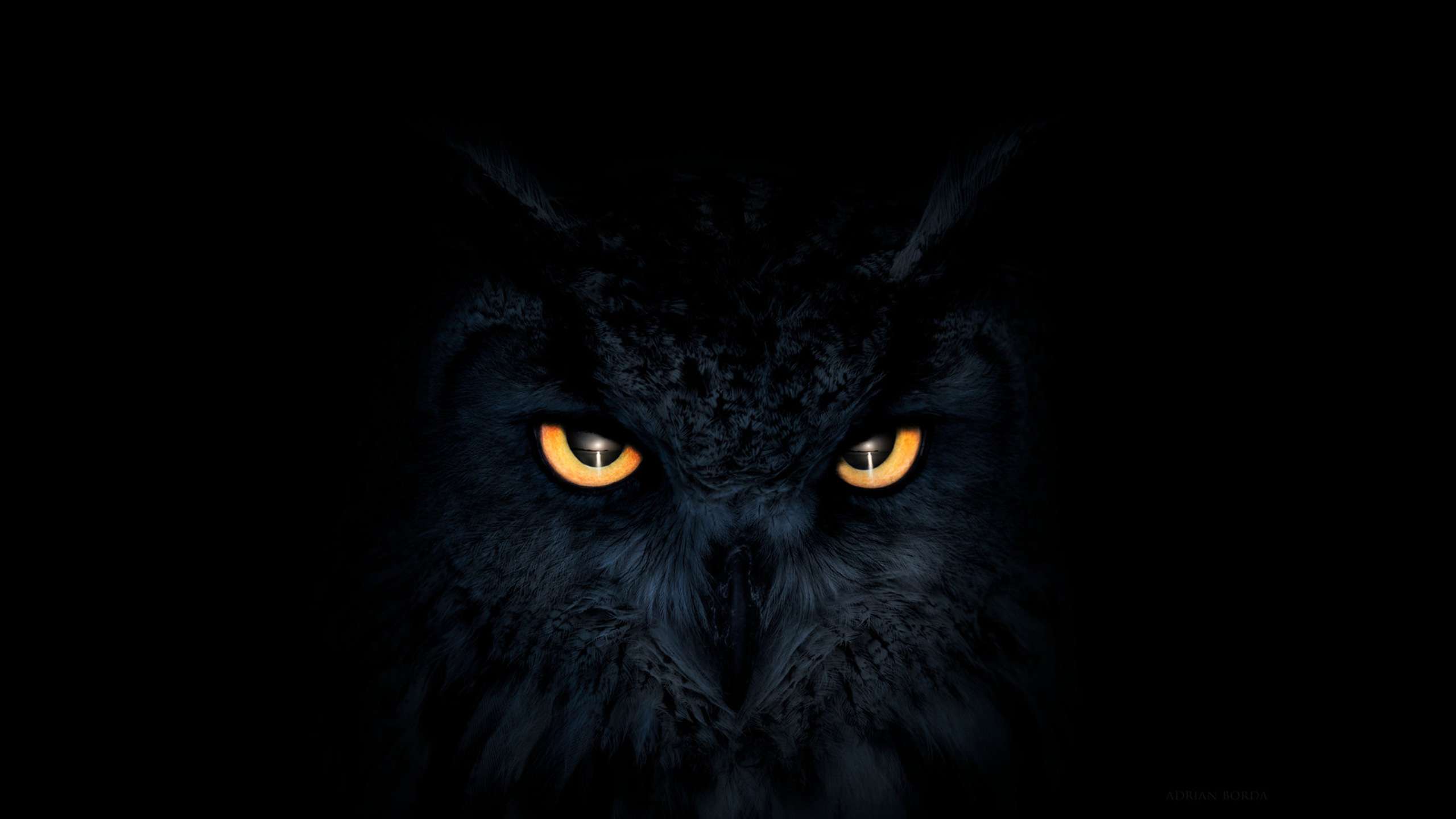 2560x1440 Owl Eyes Wallpaper HD