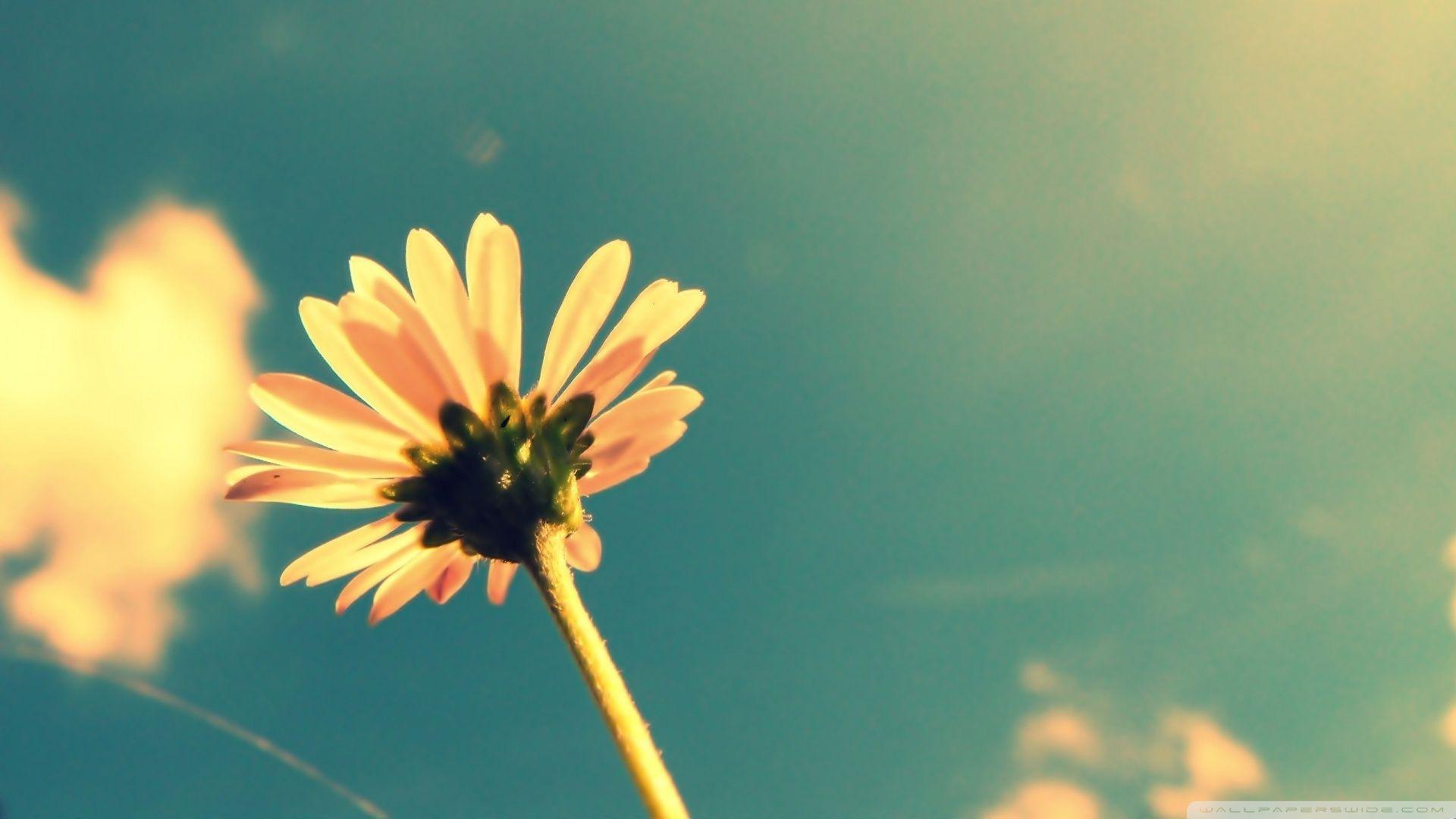 1920x1080 Download Summer Flower Retro Sunshine Wallpaper 1920x1080