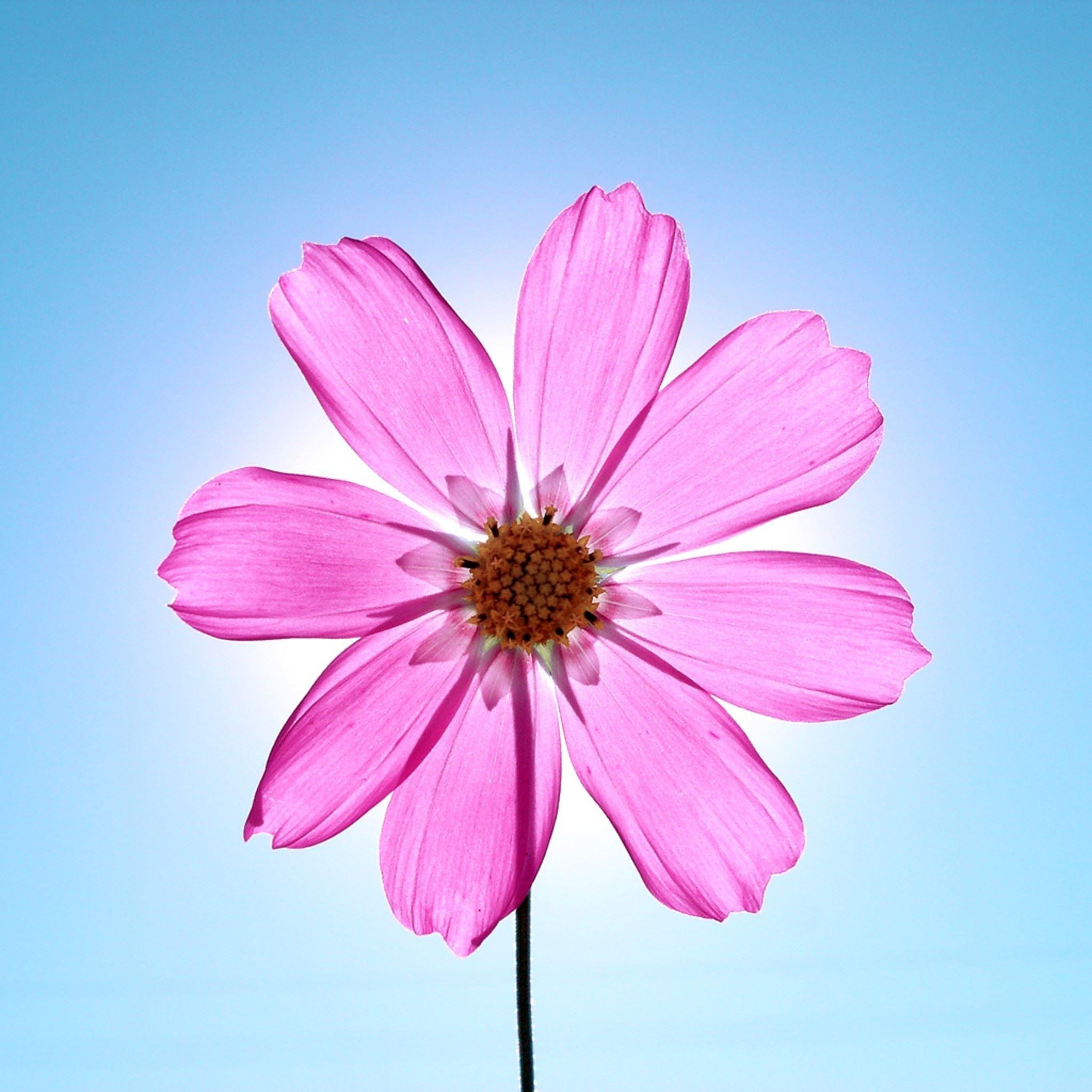 2048x2048 Macro Sunshine Crystal Pink Flower iPad Air Wallpaper Free Download