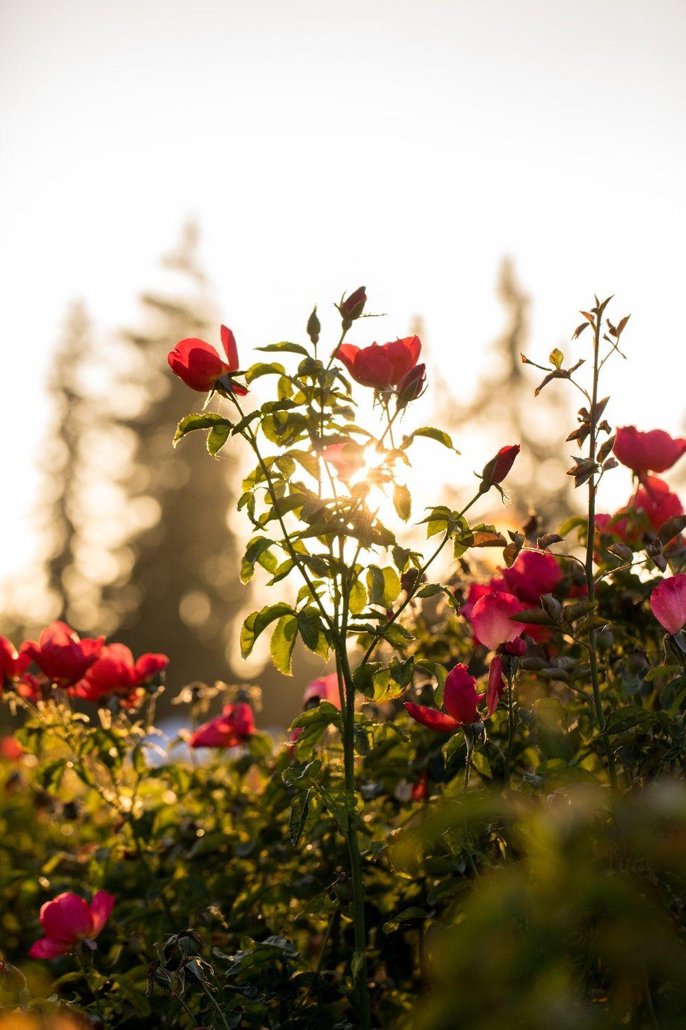 1000x1500 Sunshine Flower Picture. Download Free Image