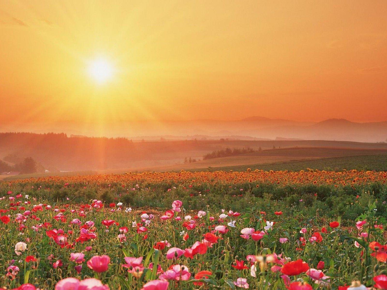 1600x1200 Field of Flowers wallpaper