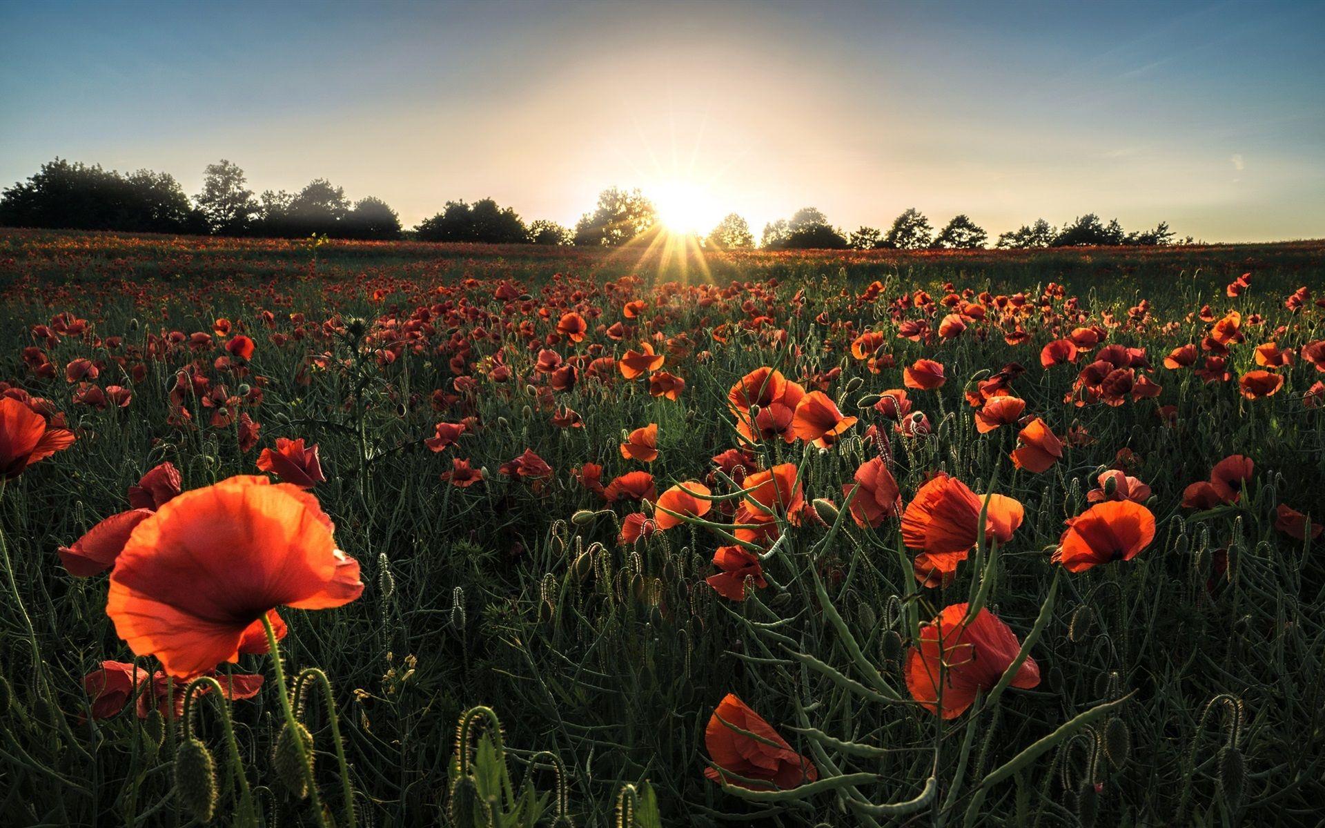 Flower Sunshine Wallpapers Top Free Flower Sunshine Backgrounds