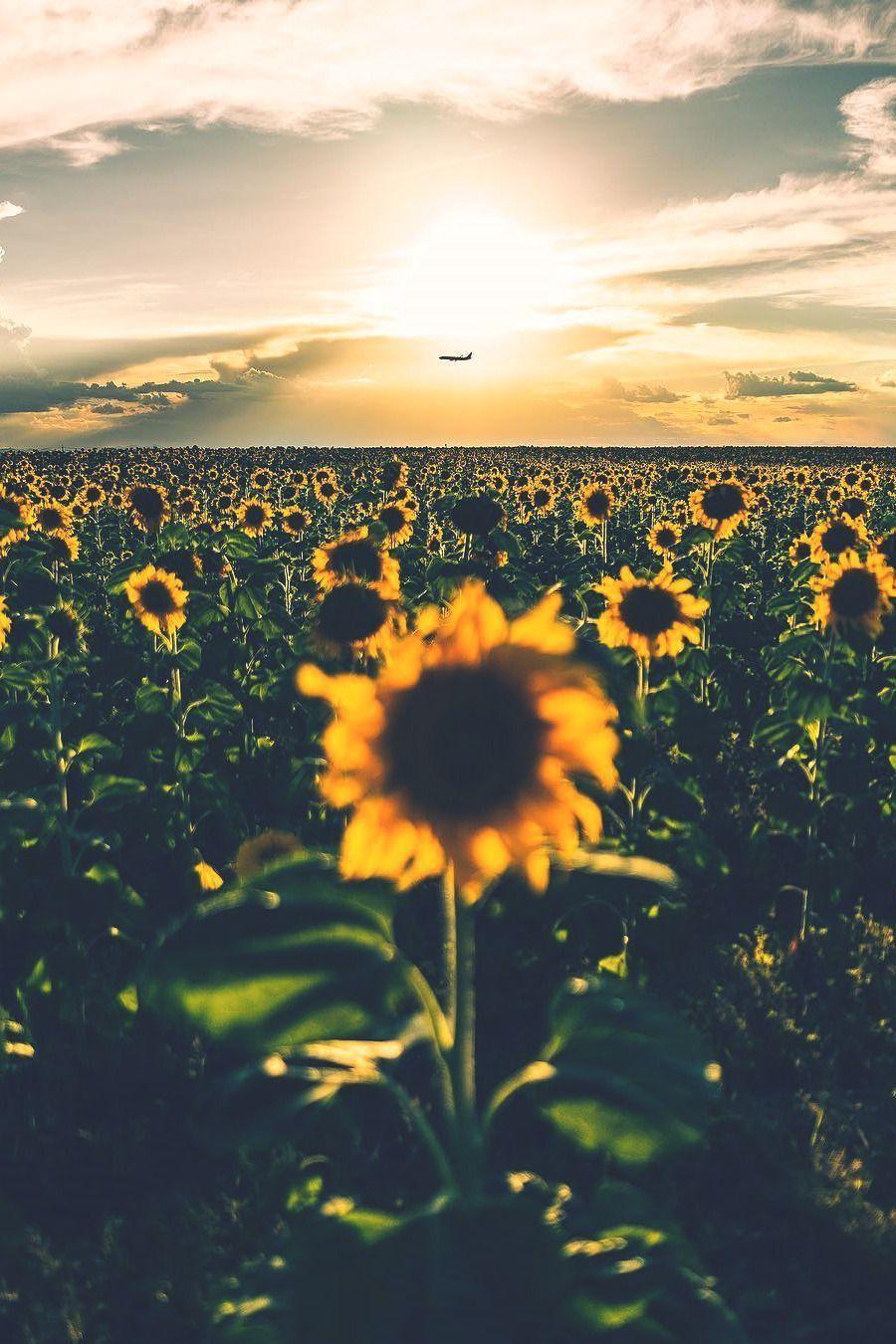 900x1350 Vintage Sunshine Wallpaper