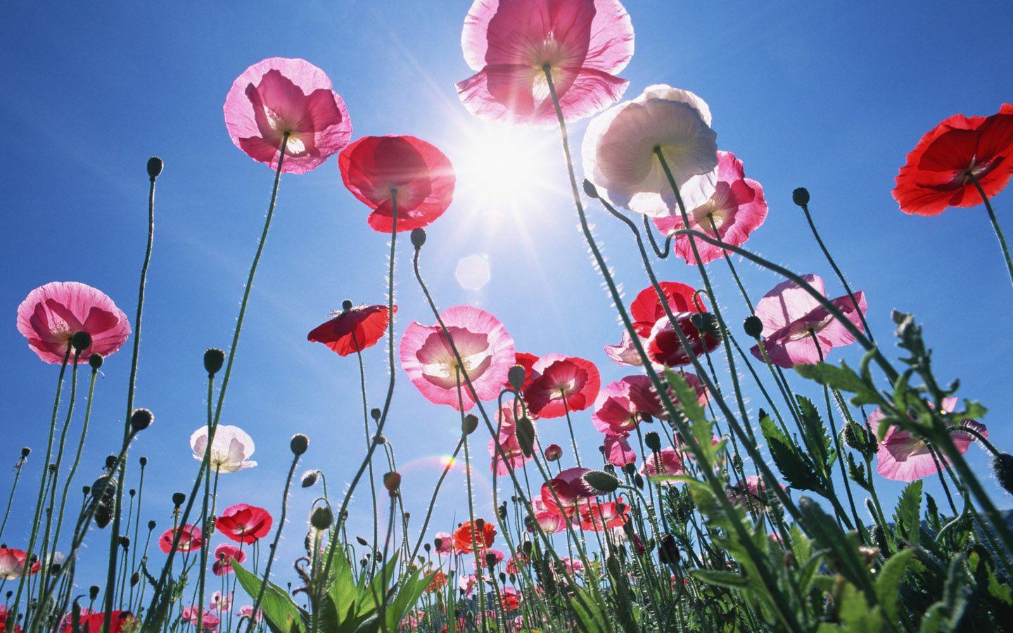 1440x900 Corn poppy Photo Poppy Flower under Sunshine Wallpaper Wallpaper 69073