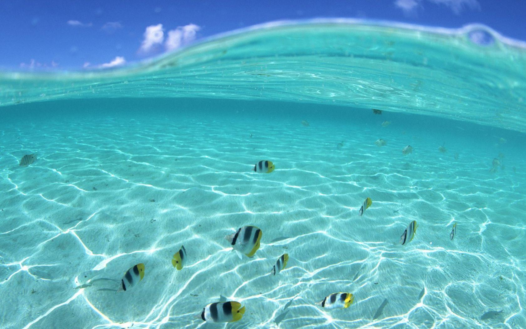 1680x1050 Free download Hawaii Beach Underwater Desktop Wallpaper [1920x1080] for your Desktop, Mobile & Tablet. Explore Hawaii Wallpaper Desktop. Hawaii Wallpaper, Maui Wallpaper, Hawaii Ocean Wallpaper