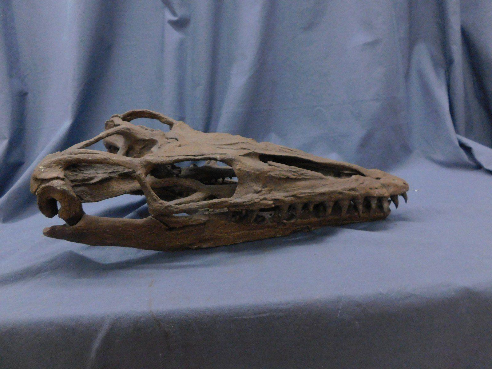 1600x1200 Mosasaur Skull with Spine Prop