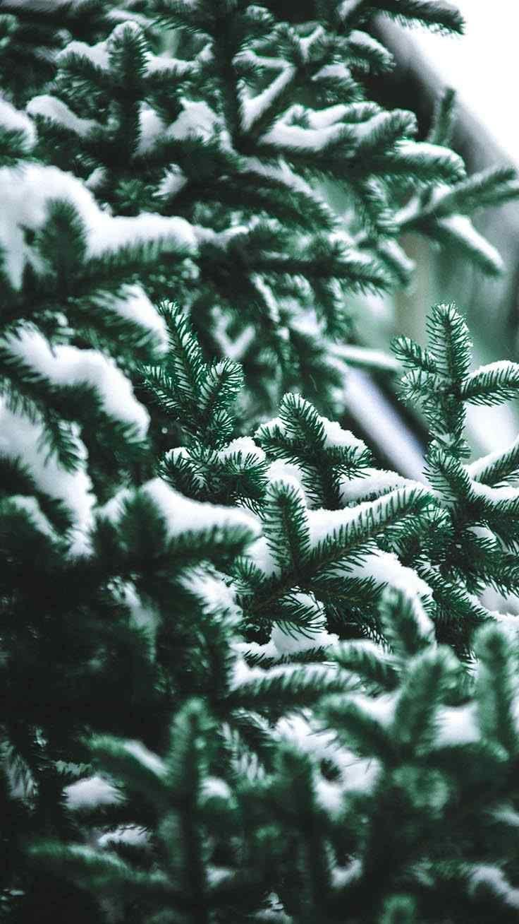 736x1308 Merry Christmas wallpaper background winter wonderland. #christmasiphonebackgroun. iPhone wallpaper winter, Wallpaper iphone christmas, Merry christmas wallpaper