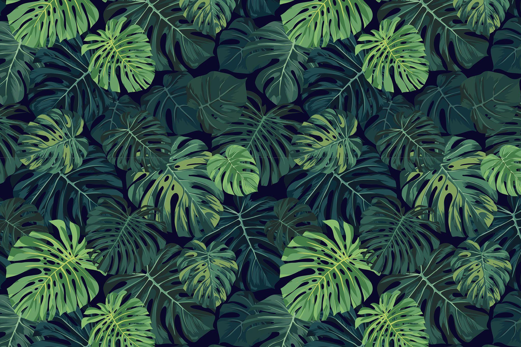 Monstera Desktop Wallpapers - Top Free Monstera Desktop Backgrounds