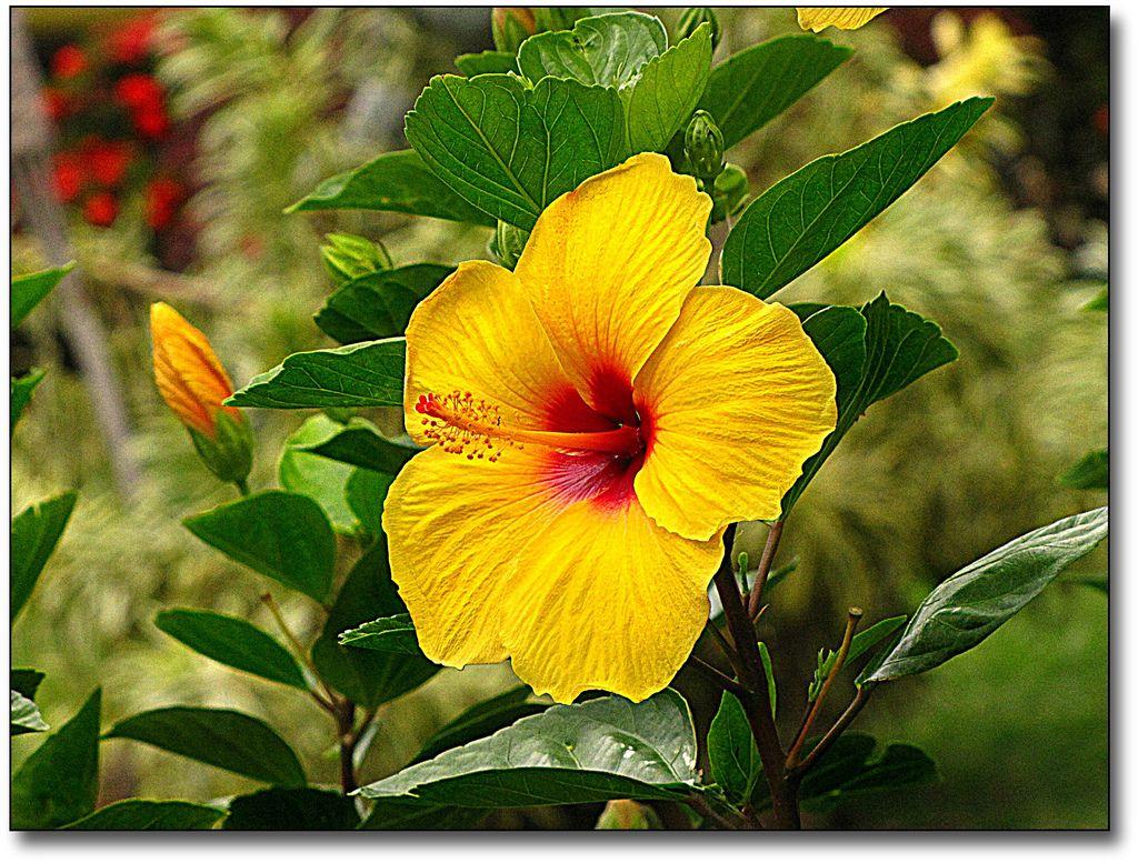 1024x777 Free download HAWAIIAN FLOWERS NAMES CUTE FLOWERS WALLPAPERS [1024x777] for your Desktop, Mobile & Tablet. Explore Hawaiian Flowers Wallpaper. Hawaiian Wallpaper for Walls, Hawaiian Flowers Wallpaper Background, Hawaiian Springtime Wallpaper