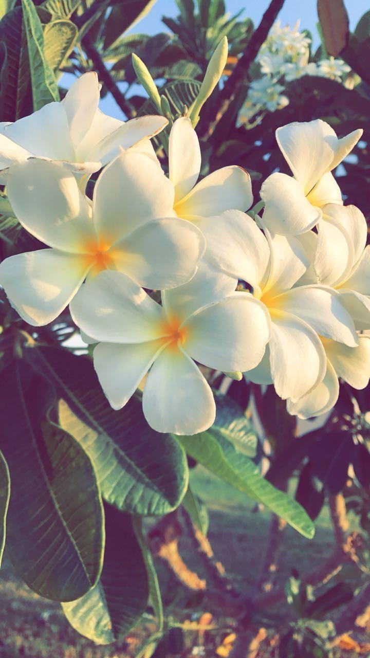 720x1280 White and Yellow Flowers in a Pot. Flowers photography, Flower painting, Flower wallpaper. Frangipani aesthetic wallpaper, Plumeria flower wallpaper for phone, Plumeria flower wallpaper hd