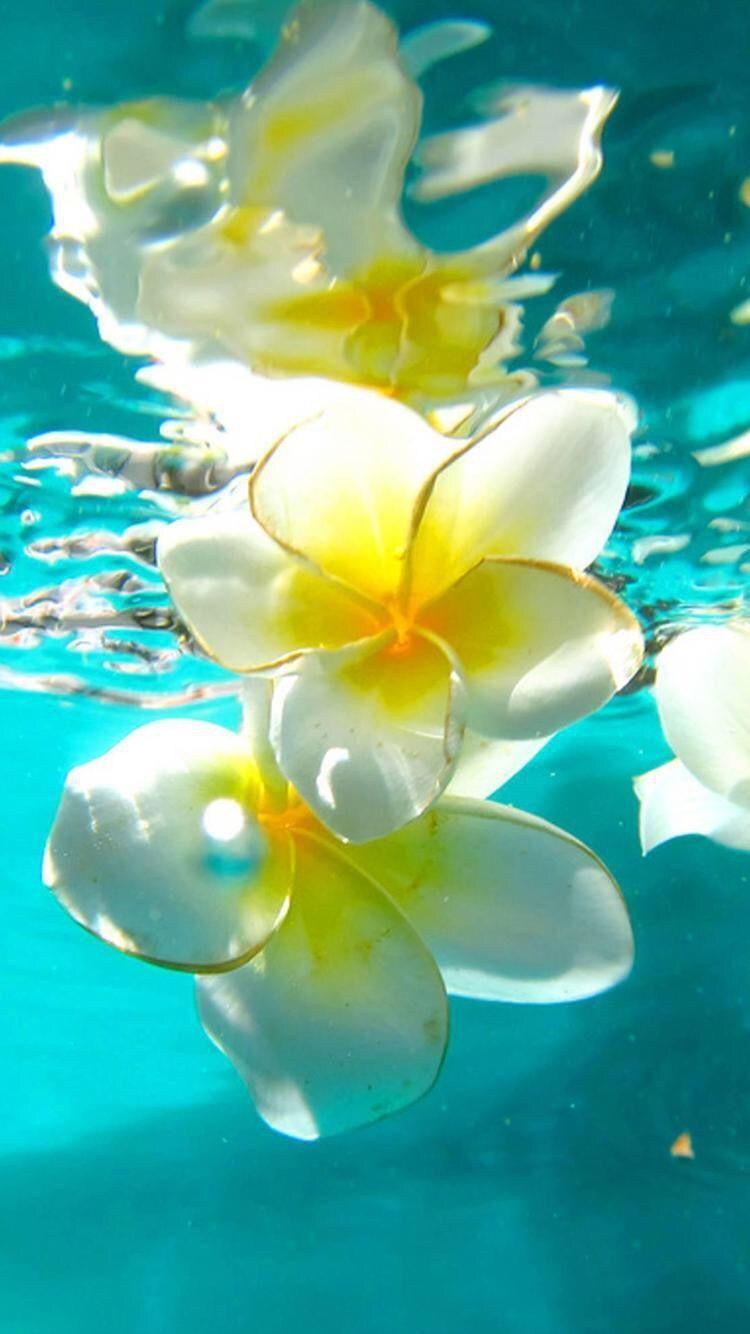 Cute Hawaiian Flowers Wallpapers Top Free Cute Hawaiian Flowers