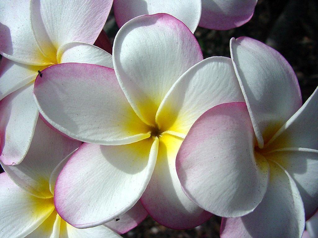 1024x768 Free download Hawaiian Flower Names And Picture Beautiful Flowers [1024x768] for your Desktop, Mobile & Tablet. Explore Beautiful Hawaiian Flowers Wallpaper Image. Beautiful Rose Flowers Wallpaper, Beautiful Flowers Wallpaper