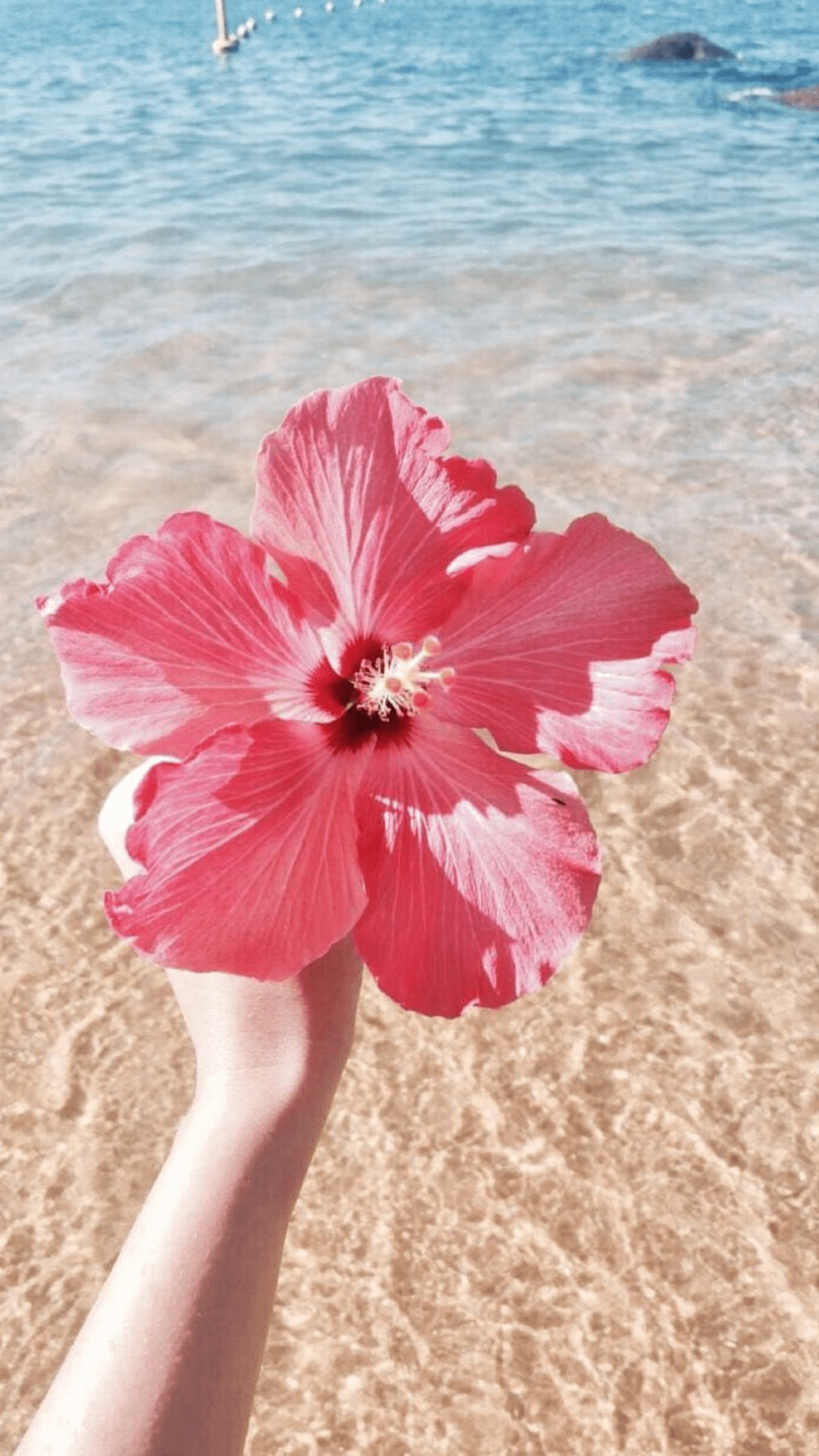 1242x2208 Tropical Flower Aesthetic .