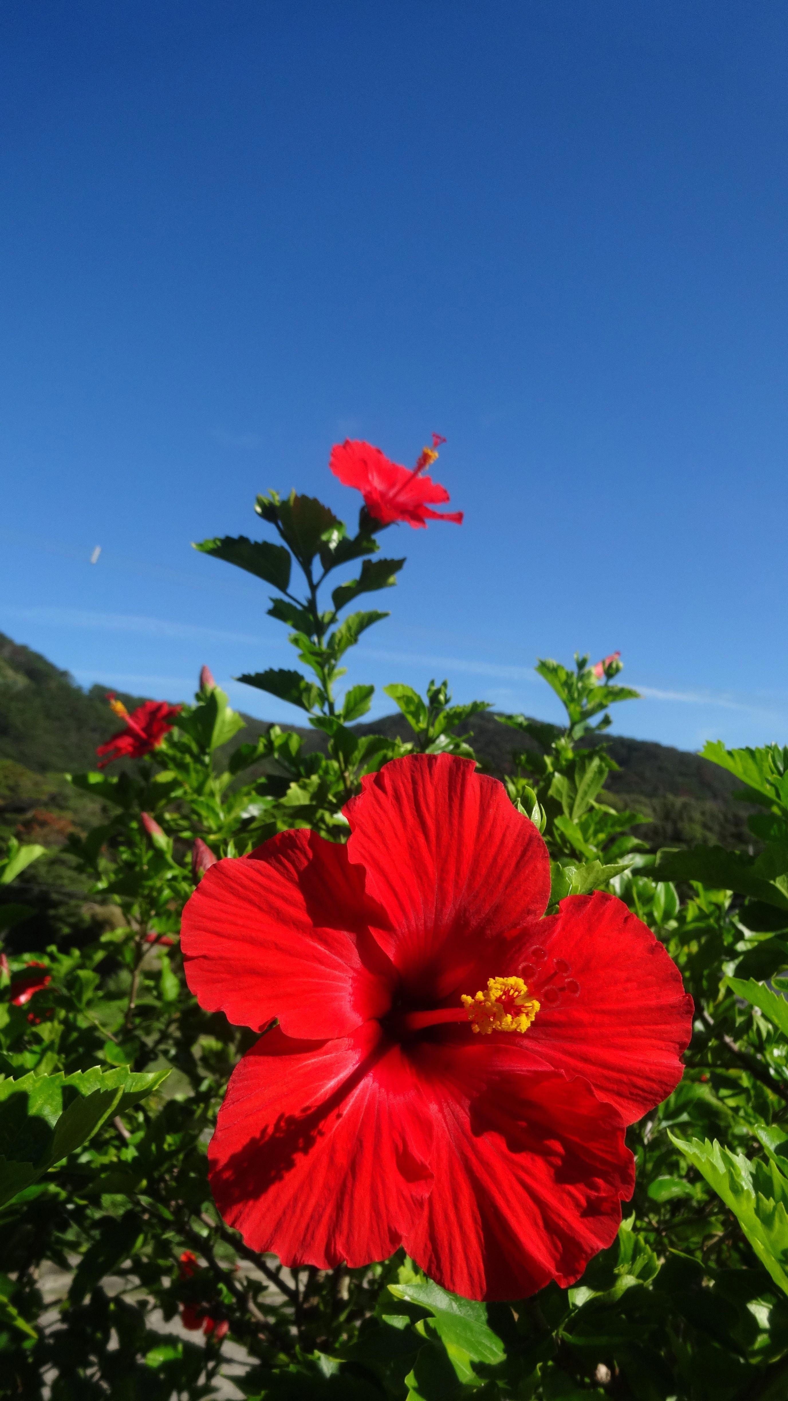 2752x4896 hibiscus flower botanical name #Hibiscus. Flower aesthetic, Beautiful flowers, Sunflower wallpaper