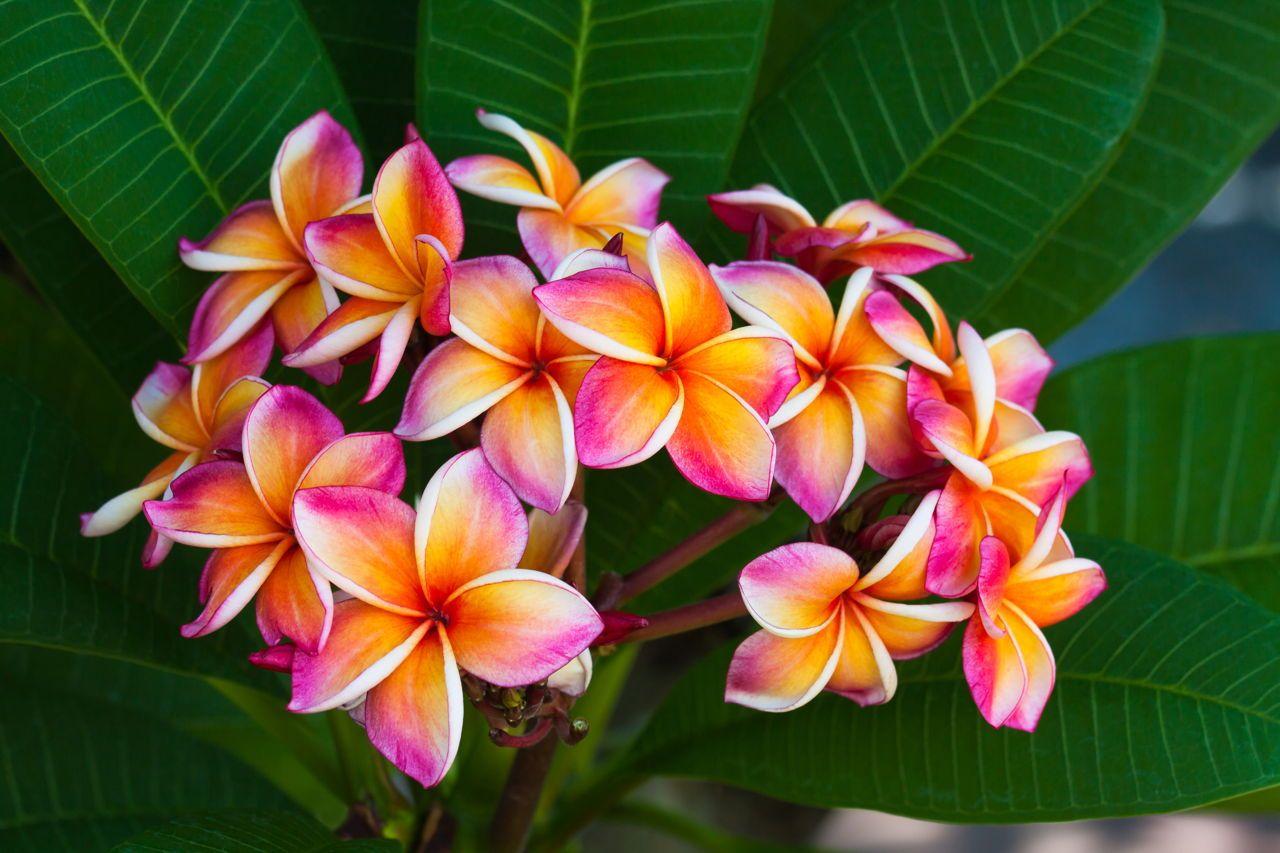 1280x853 An Astounding List of Hawaiian Flowers With Names And Picture
