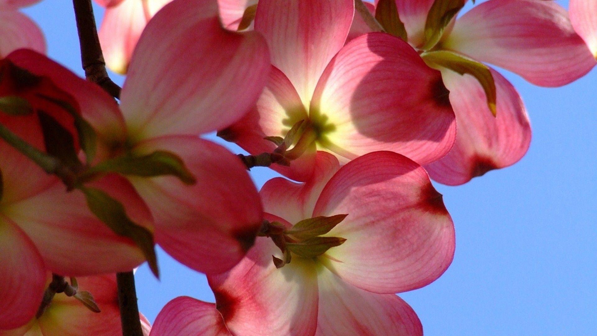 1920x1080 iPhone Exotic Flower Wallpaper