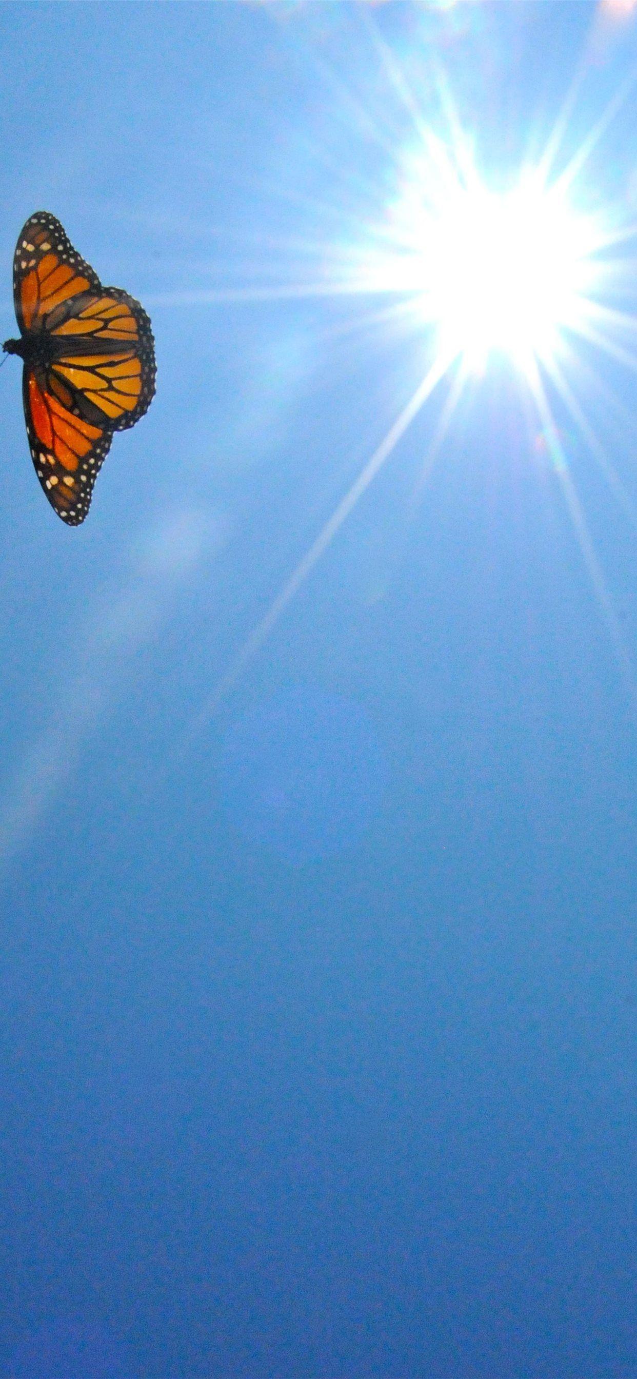 1242x2688 Aesthetic Butterfly Top Free Aesthetic Butterfly iPhone 11 Wallpaper Free Download