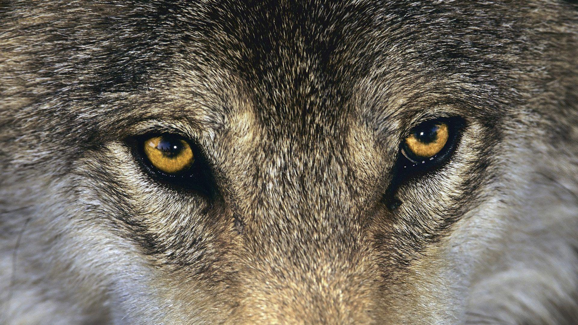 1920X1080 Wolf Eyes Wallpapers - Top Free 1920X1080 Wolf Eyes ...