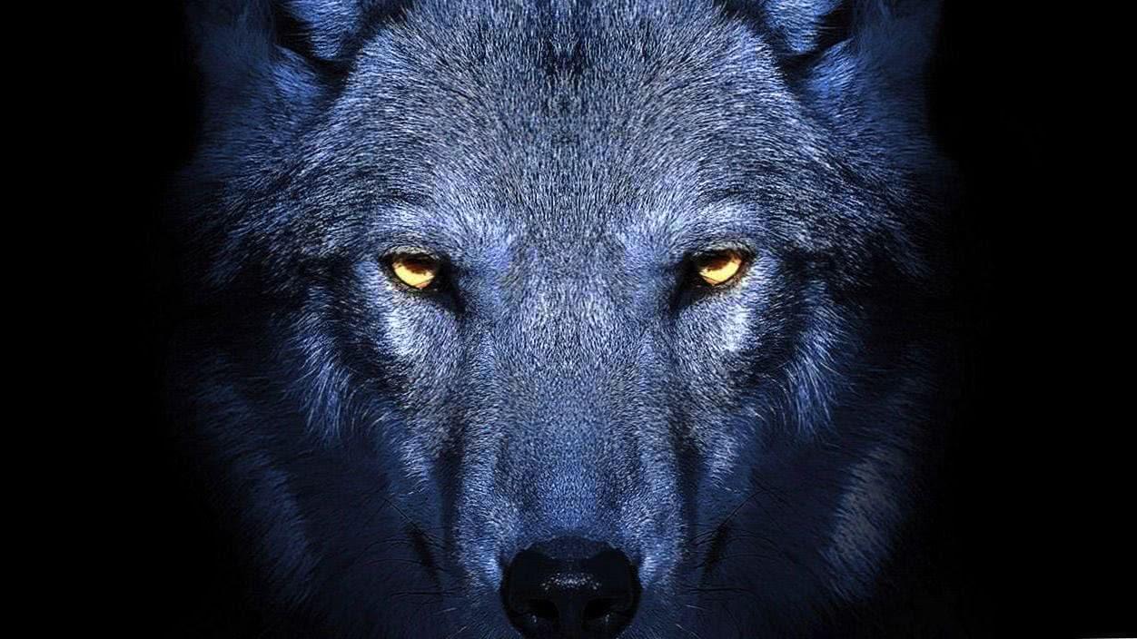 1252x704 Wolf PS4 Wallpaper Wallpaper.pro