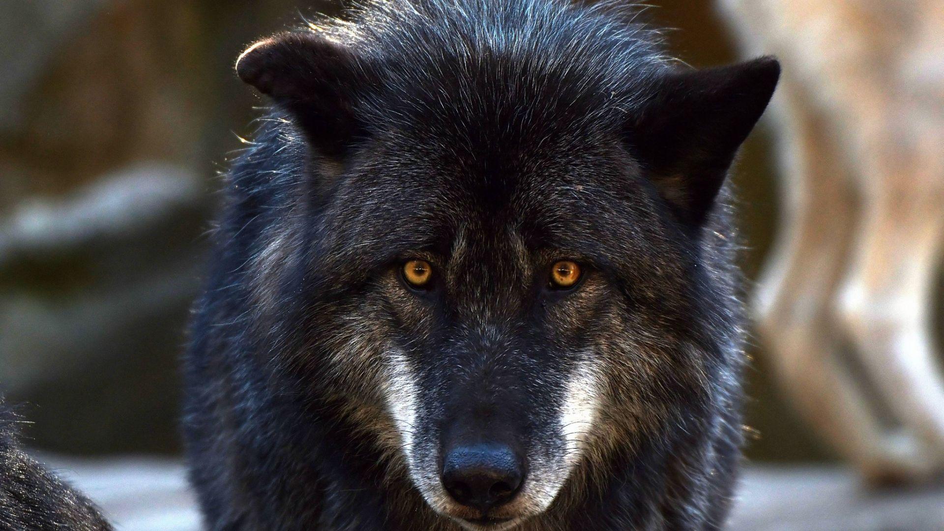 1920x1080 Large black wolf with yellow eyes Desktop wallpaper 1920x1080