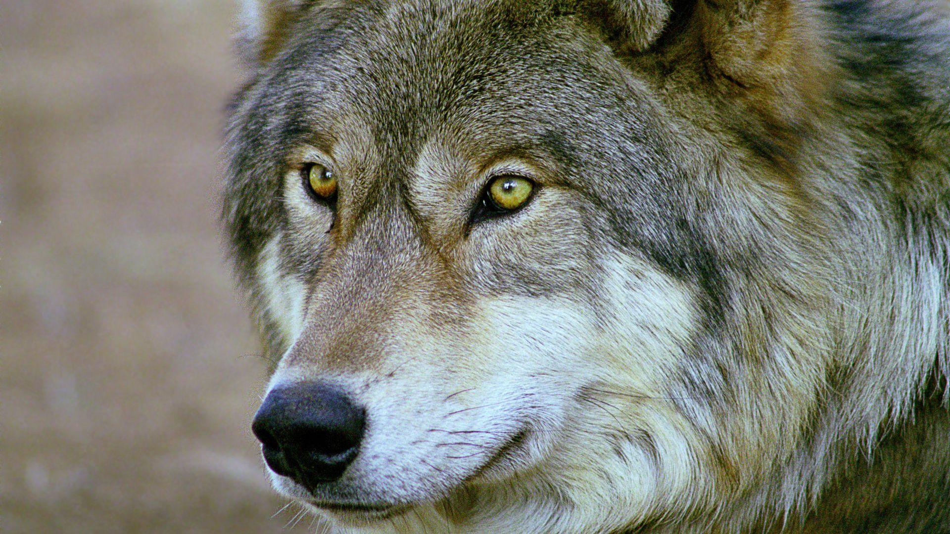 1920x1080 1920x1080 view, Wolf, eyes, face