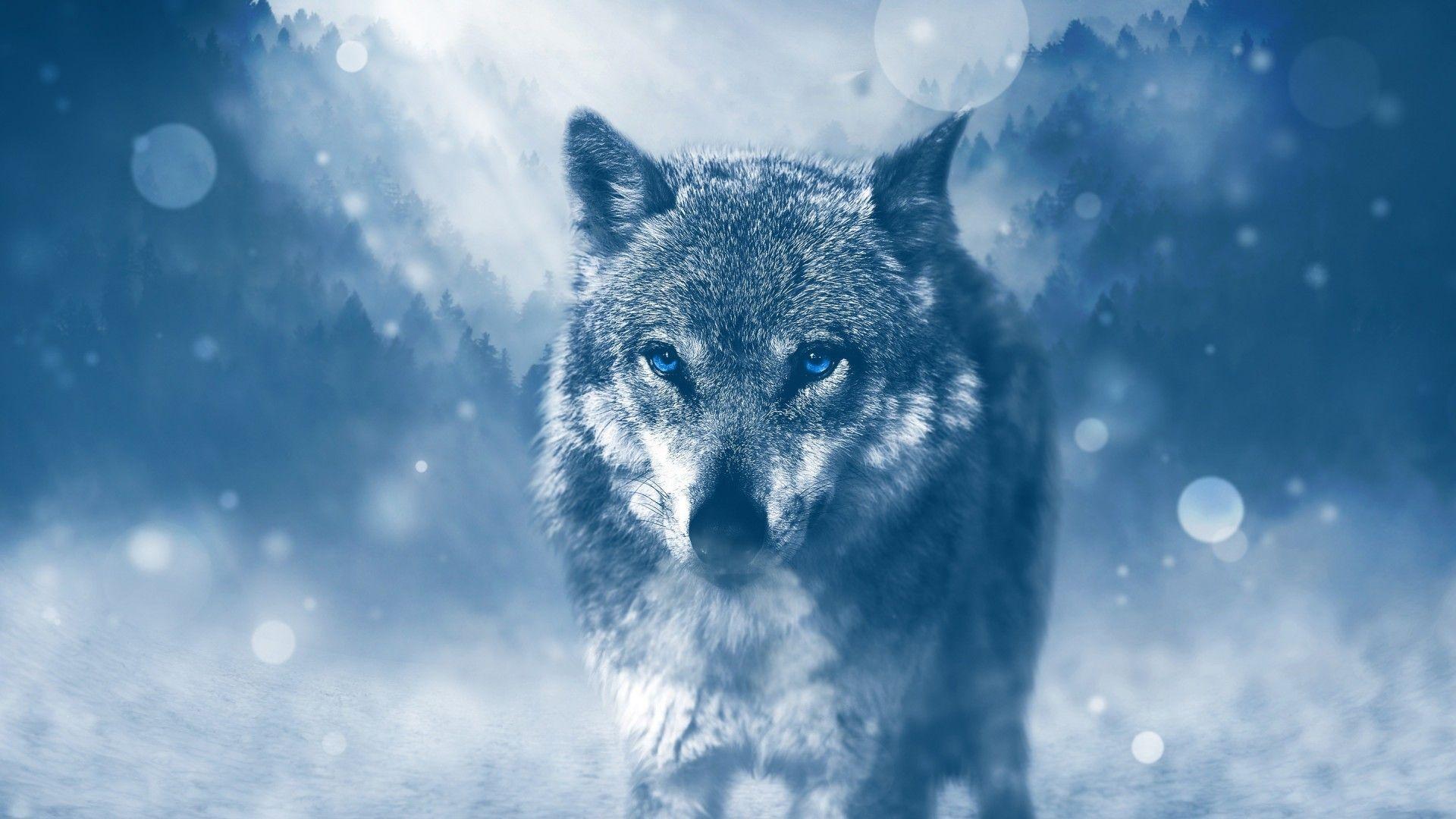 1920x1080 Download 1920x1080 Wolf, Majestic, Blue Eyes Wallpaper for Widescreen