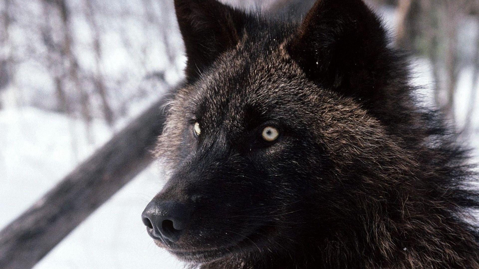 1920x1080 Download wallpaper 1920x1080 wolf, dark, eyes, hair, dog full hd, hdtv, fhd, 1080p HD background