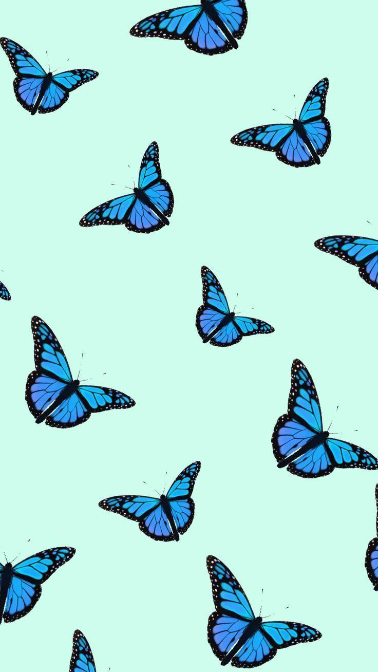 Butterflies Iphone Wallpapers Top Free Butterflies Iphone Backgrounds Wallpaperaccess