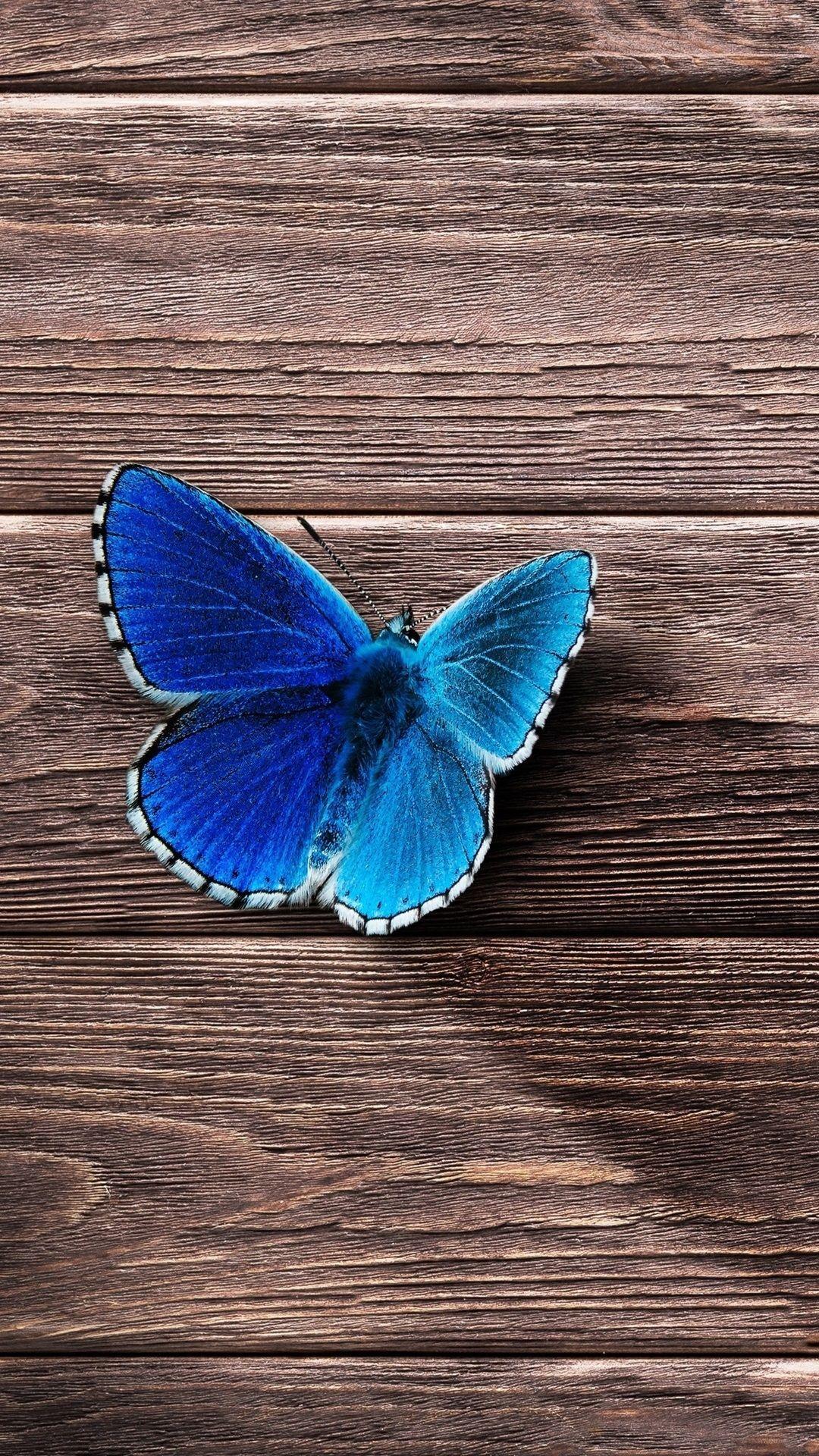 1080x1920 Butterfly iPhone Wallpaper (52 picture)