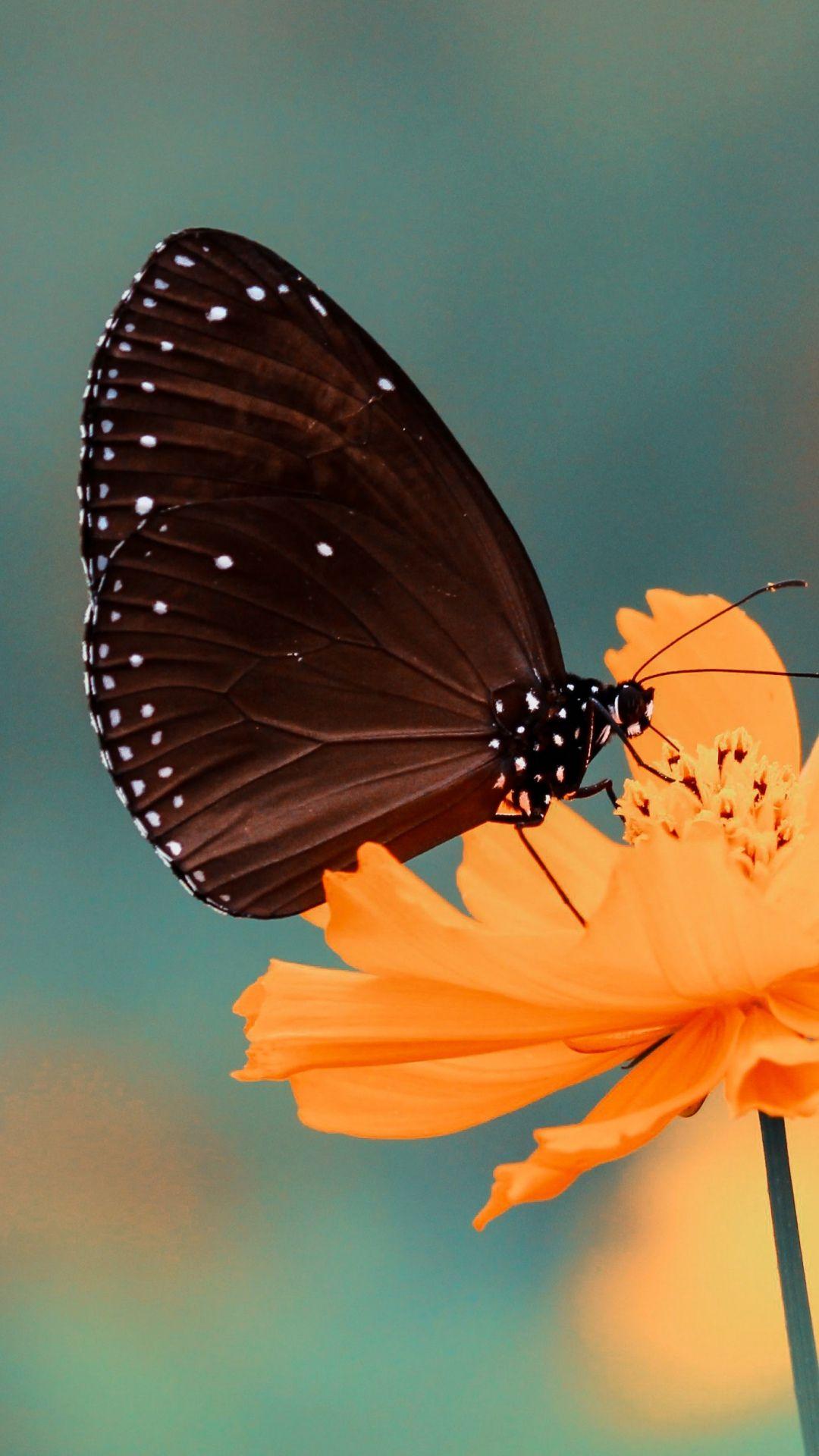 1080x1920 Butterfly iPhone Wallpaper .