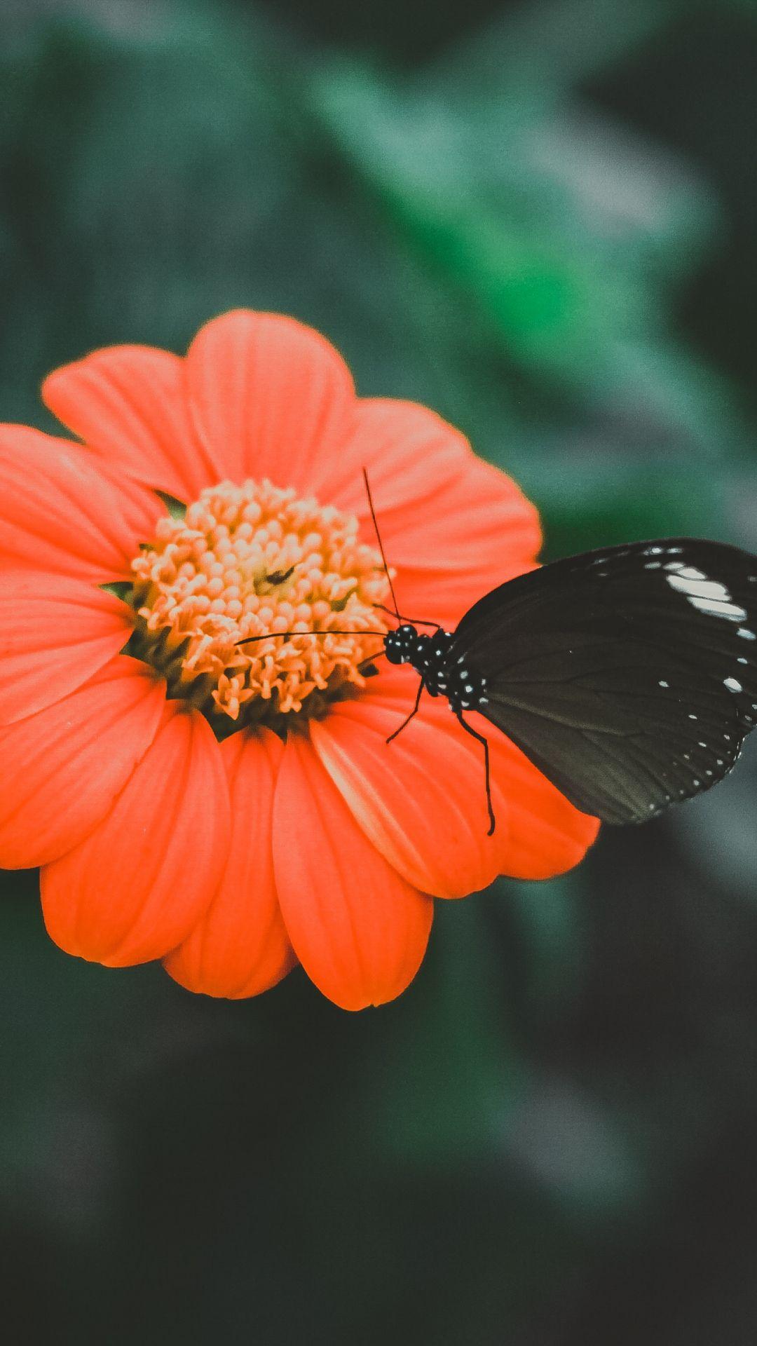 1080x1920 Black Butterfly iPhone Wallpaper