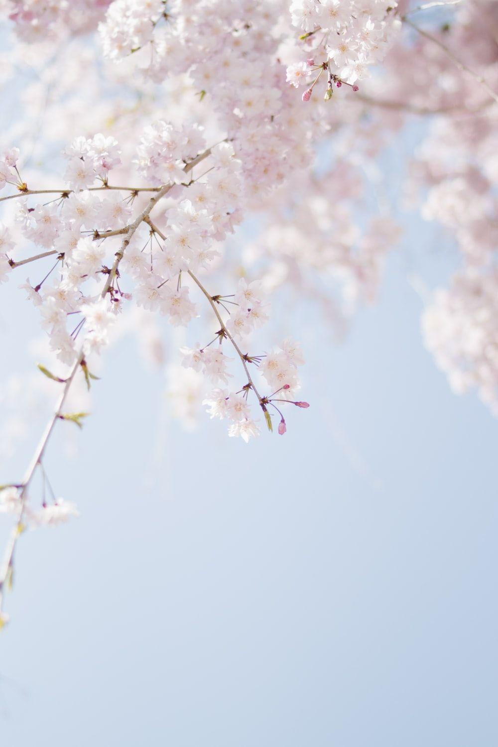 White Sakura Wallpapers - Top Free White Sakura Backgrounds