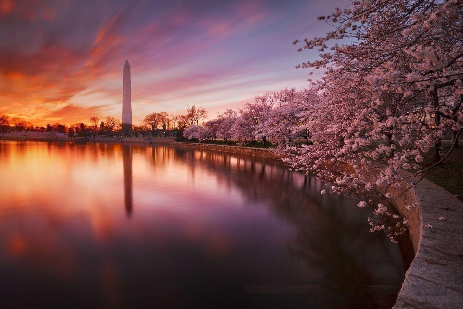 Sunset Cherry Blossom Wallpapers - Top Free Sunset Cherry Blossom